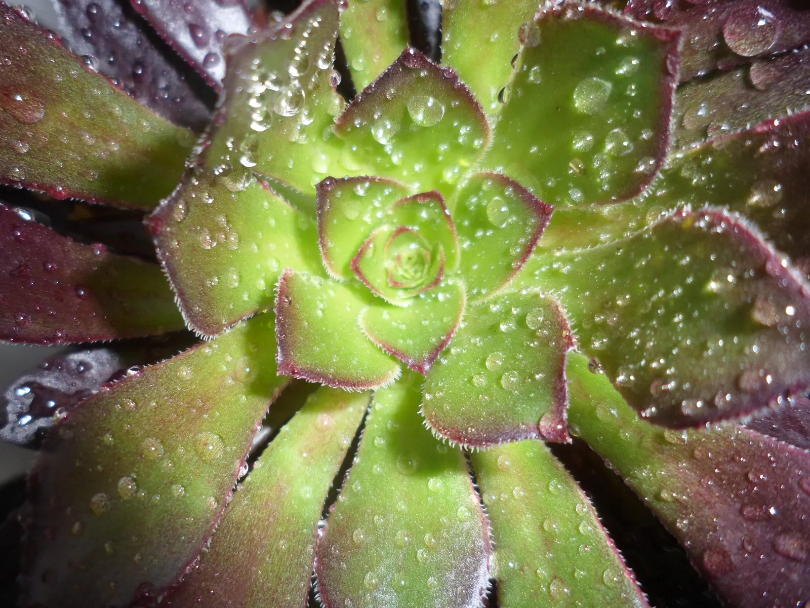 Dark Leaf Aeonium (Aeonium Arboreum 'Zwartkop') — This drought-tolerant plant thrives in well-draining soil; is a striking succulent that brings, image 66