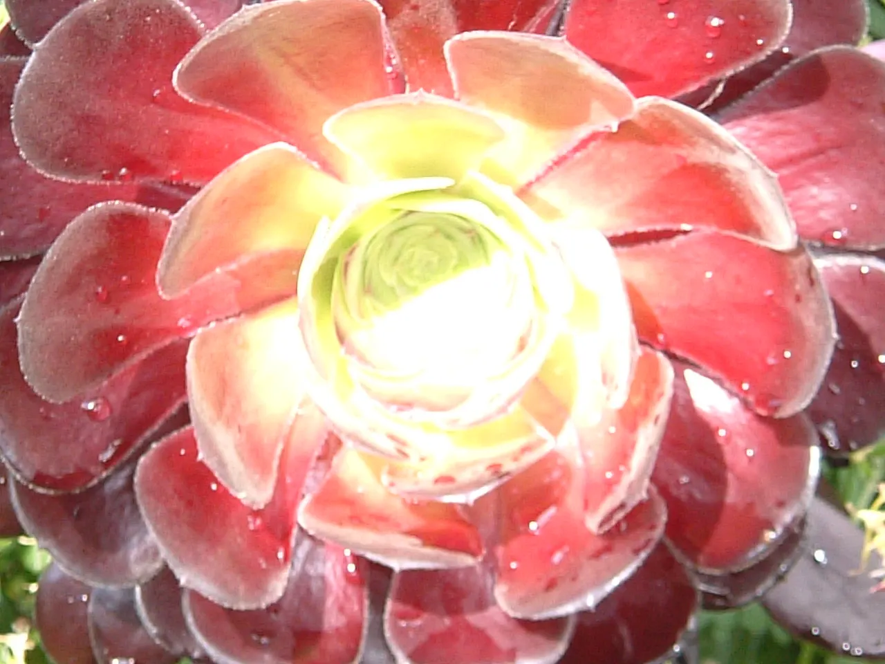 Dark Leaf Aeonium (Aeonium Arboreum 'Zwartkop') — making it an exceptional choice for an eye-catching element in the landscape