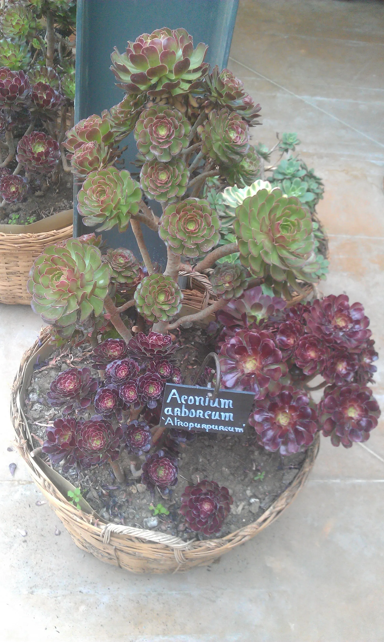 Dark Leaf Aeonium (Aeonium Arboreum 'Zwartkop') — In regions with colder winters
