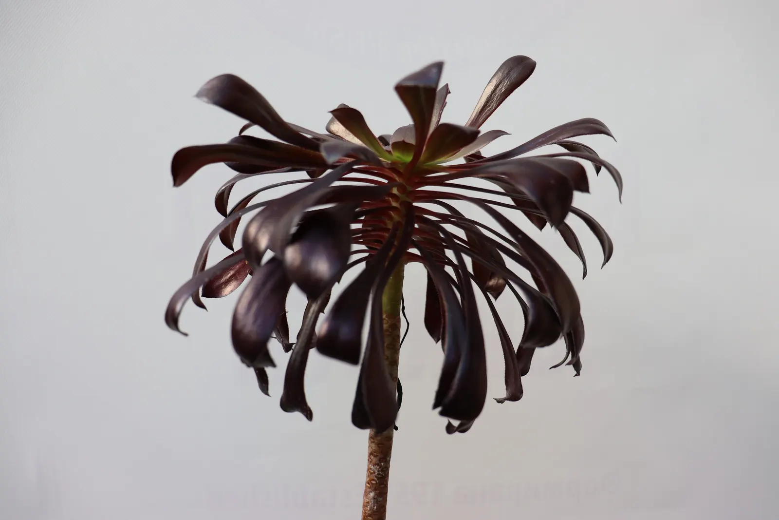 Dark Leaf Aeonium (Aeonium Arboreum 'Zwartkop') — Preferring full sun to partial shade; mediterranean-inspired landscapes, image 63