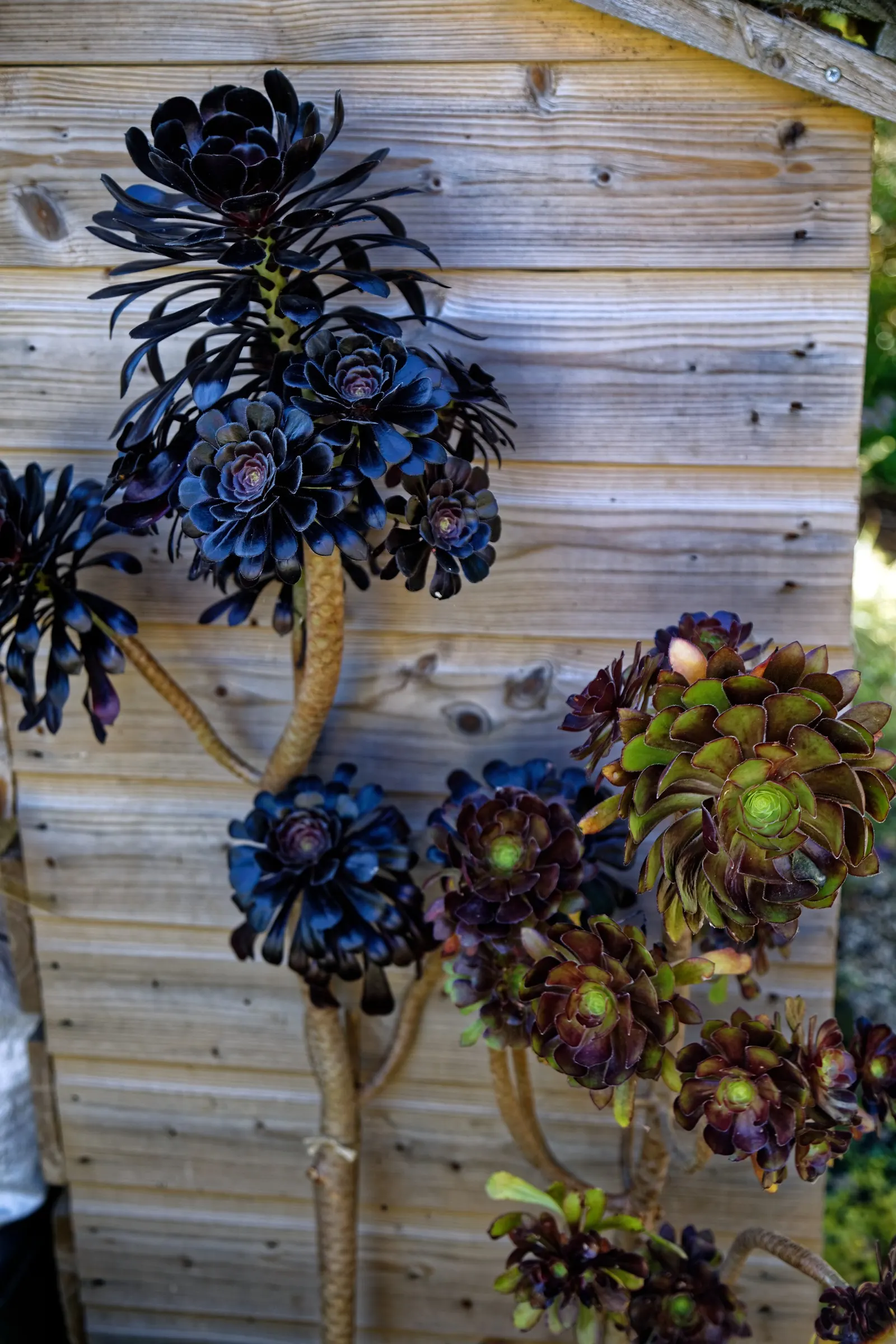 Dark Leaf Aeonium (Aeonium Arboreum 'Zwartkop') — is a striking succulent with deep purplish-black rosettes that can reach 8 inches across