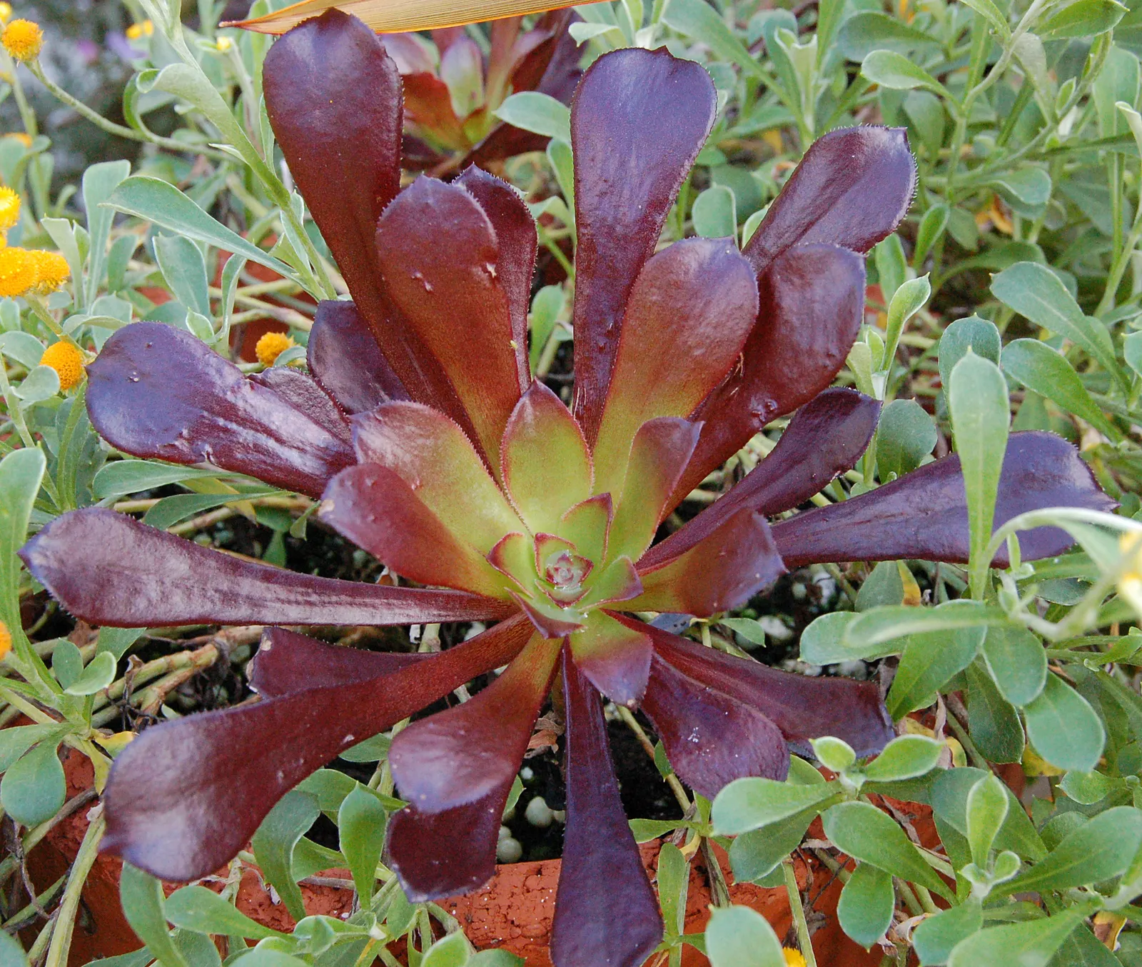 Dark Leaf Aeonium (Aeonium Arboreum 'Zwartkop') — branching stems that may grow to heights of 3 to 4 feet
