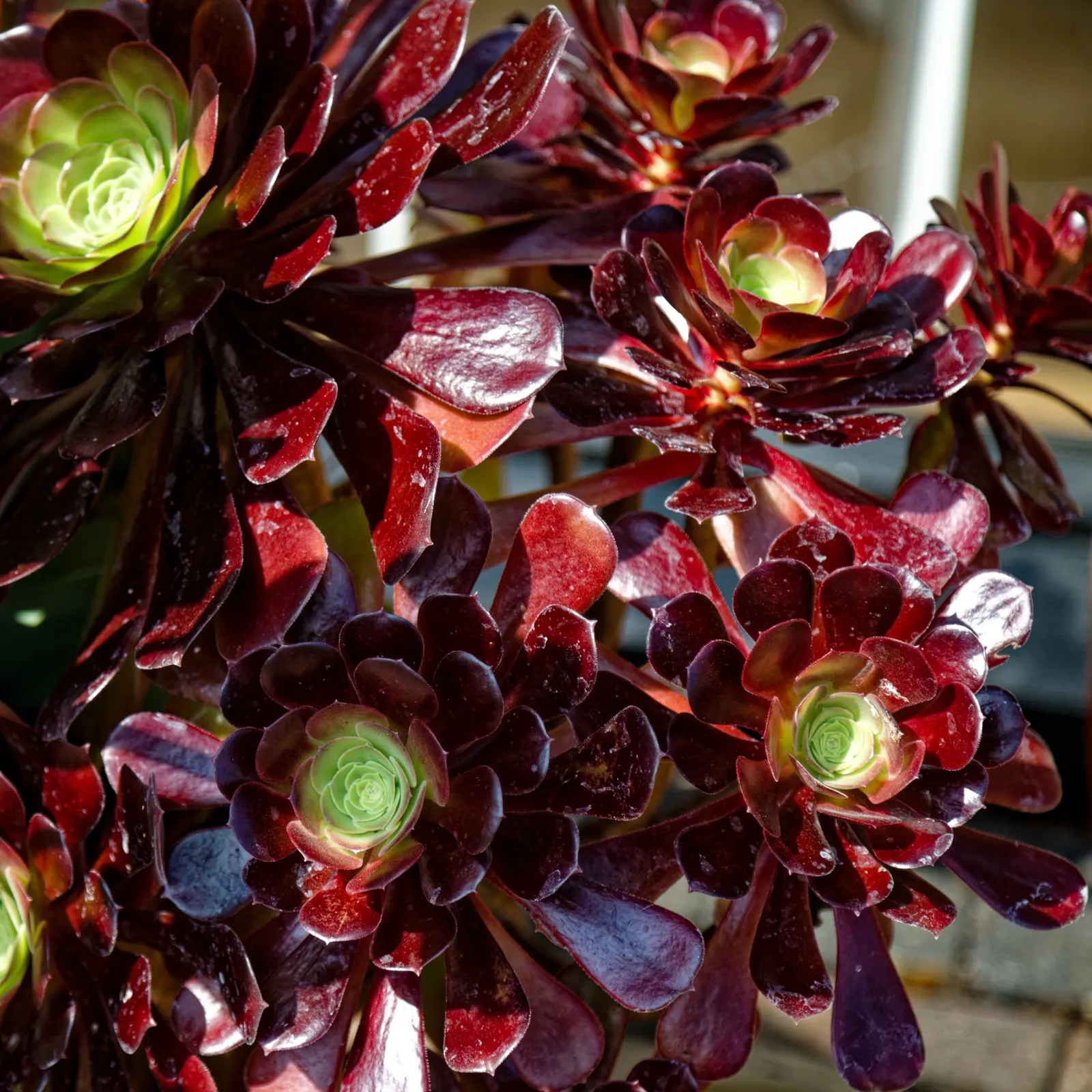 Dark Leaf Aeonium (Aeonium Arboreum 'Zwartkop') — succulent for full or half or shade
