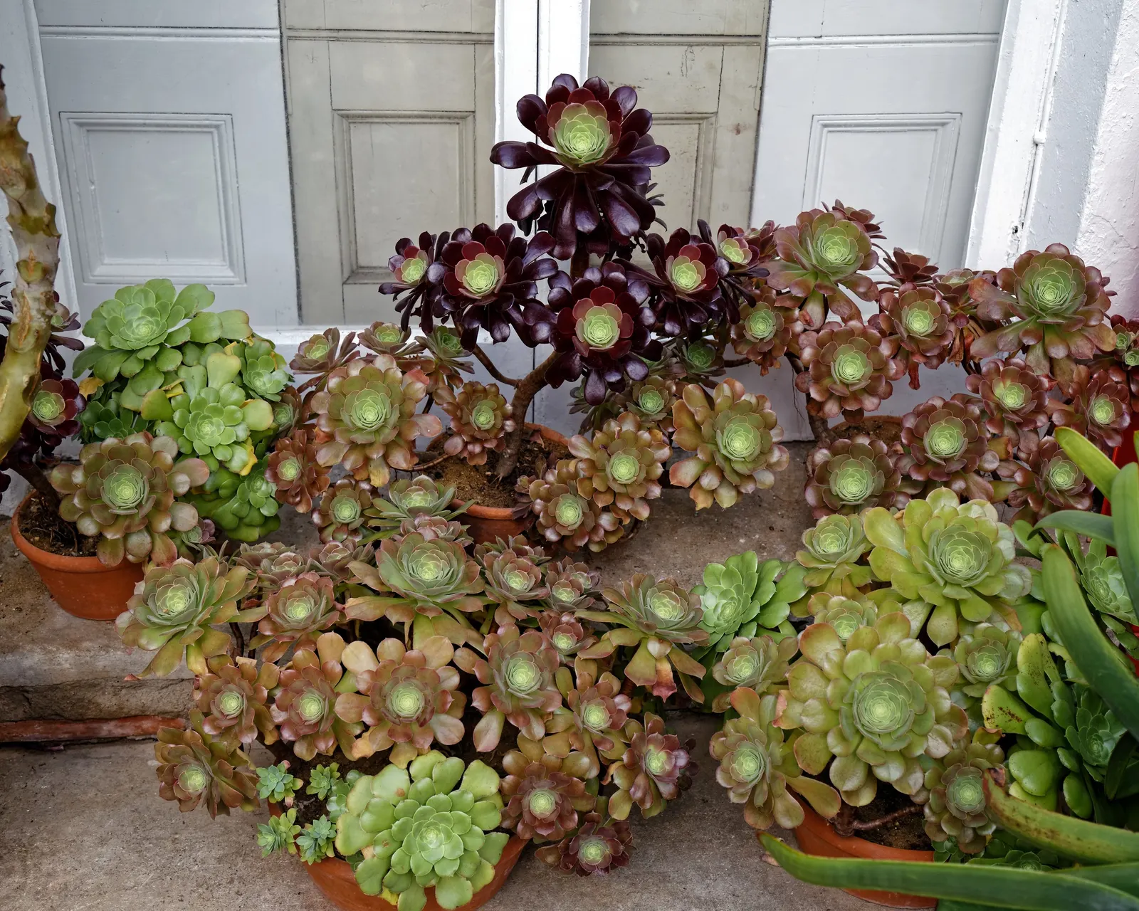 Dark Leaf Aeonium (Aeonium Arboreum 'Zwartkop') — is a striking succulent that brings dramatic flair to any landscape design
