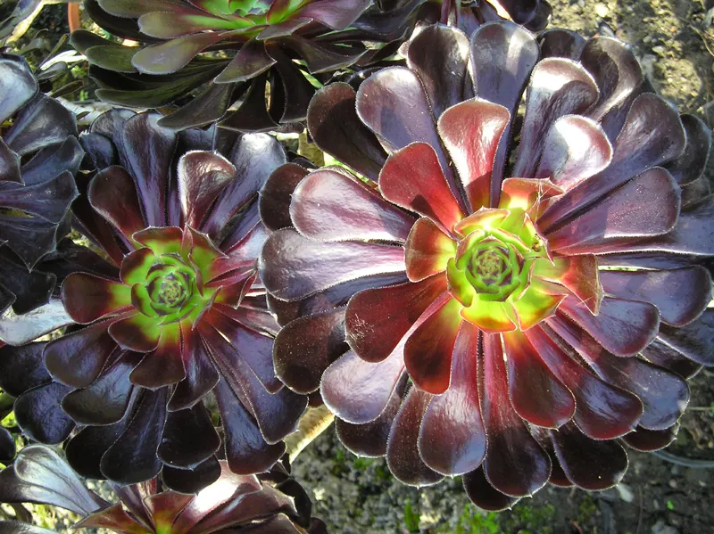 Dark Leaf Aeonium (Aeonium Arboreum 'Zwartkop') — exotic touch to xeriscapes and coastal gardens; the Dark Leaf Aeonium prefers a well-draining soil medium