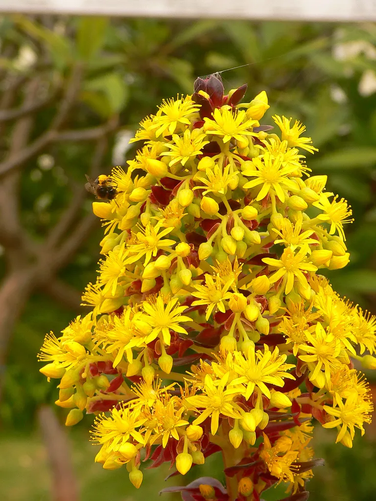 Dark Leaf Aeonium (Aeonium Arboreum 'Zwartkop') — or as a potted feature on sun-drenched patios