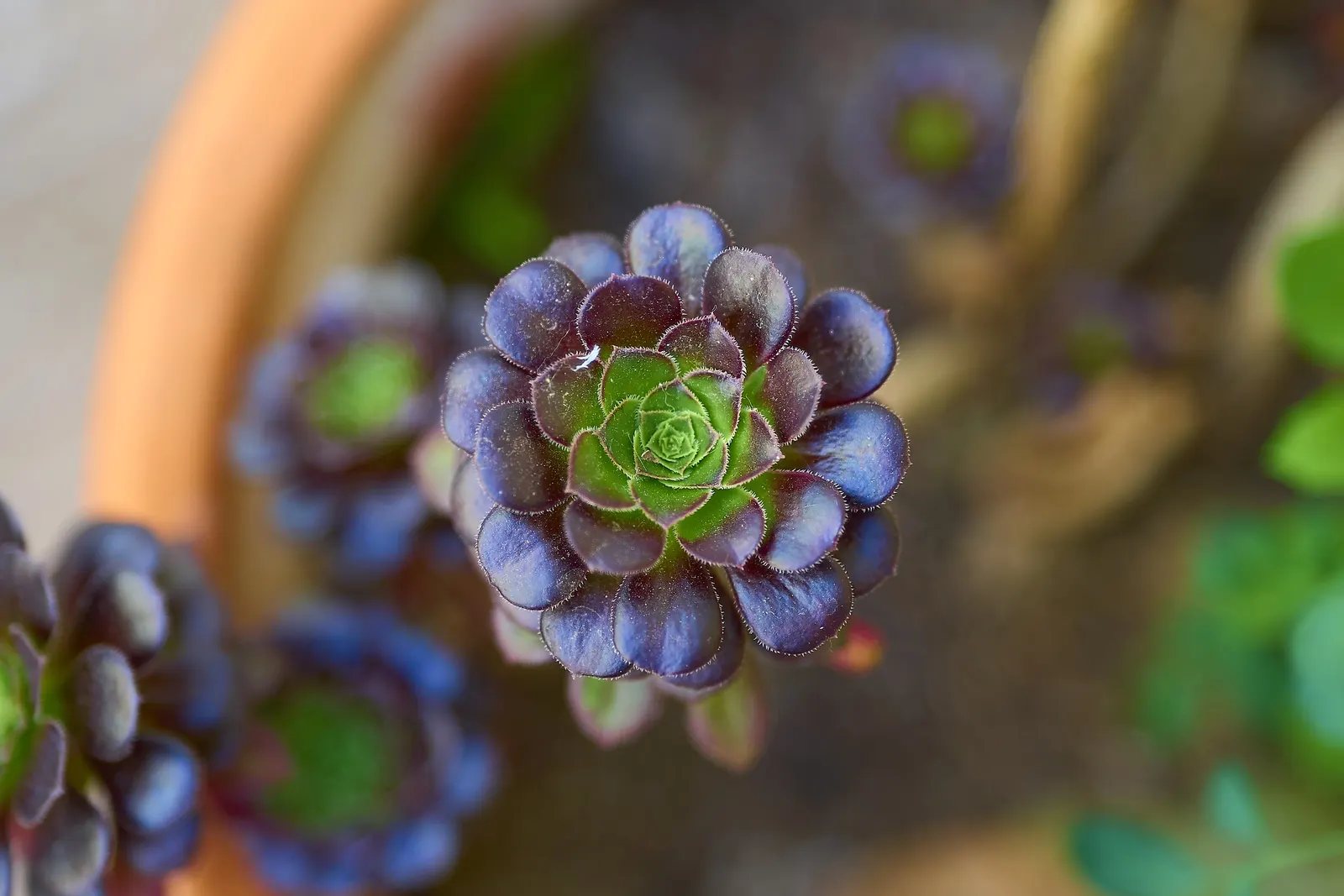 Dark Leaf Aeonium (Aeonium Arboreum 'Zwartkop') — is a striking succulent that brings dramatic flair to any landscape design; succulent for full or, image 69