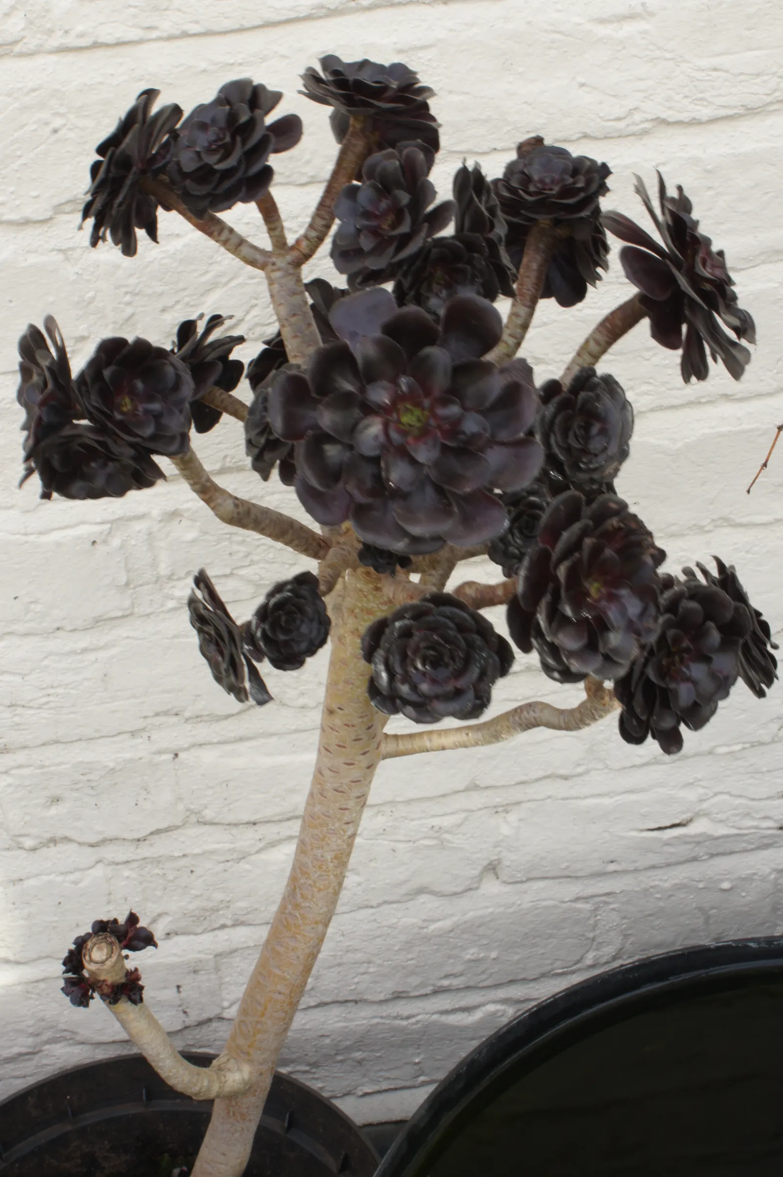 Dark Leaf Aeonium (Aeonium Arboreum 'Zwartkop') — This drought-tolerant plant thrives in well-draining soil; is a striking succulent that brings dramatic flair