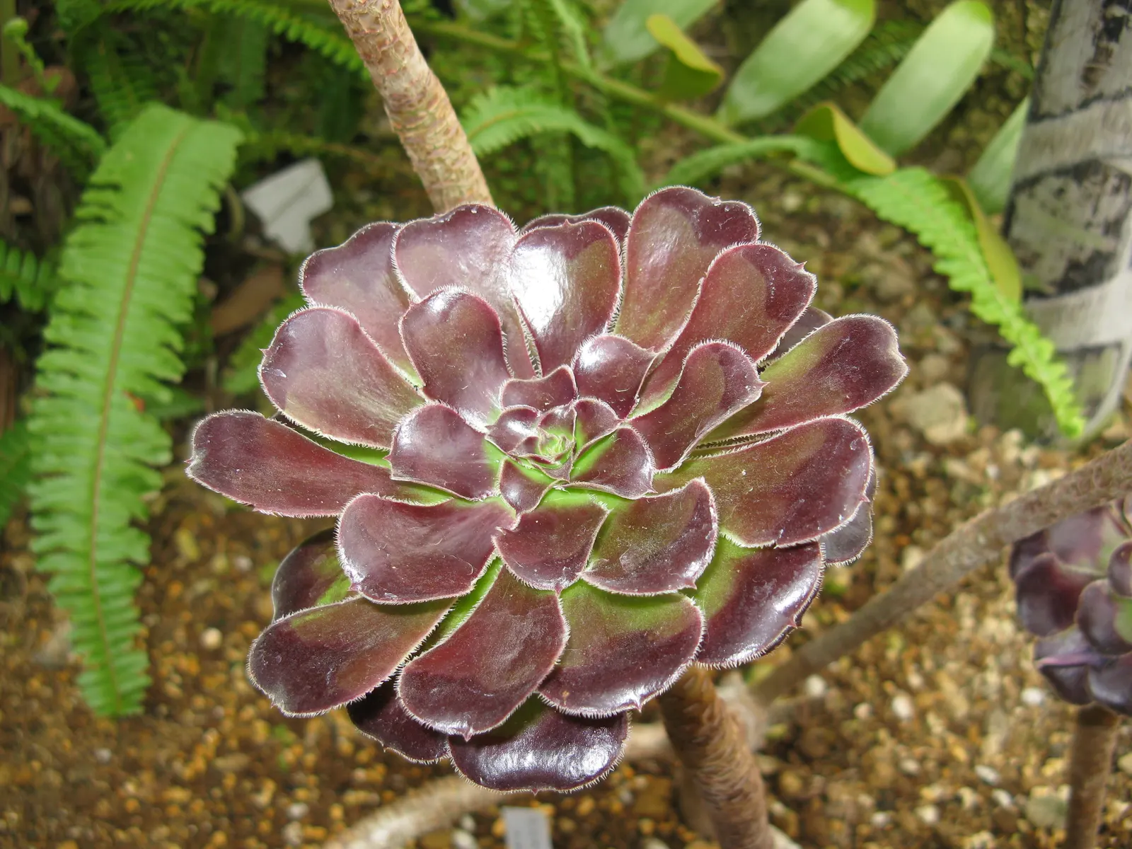 Dark Leaf Aeonium (Aeonium Arboreum 'Zwartkop') — commonly known as Black Rose or Dark Leaf Aeonium