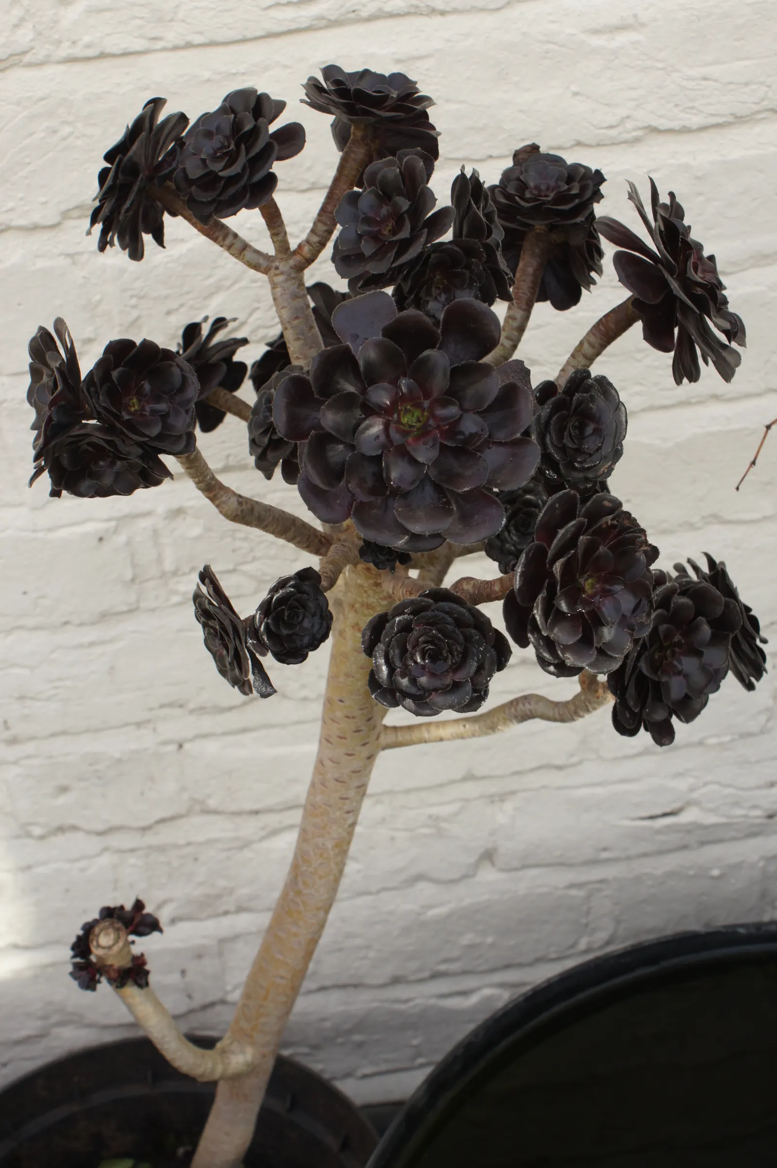 Dark Leaf Aeonium (Aeonium Arboreum 'Zwartkop') — usually necessitating less than 1 inch of water weekly.<br><br>This plant is hardy in USDA zones, image 53