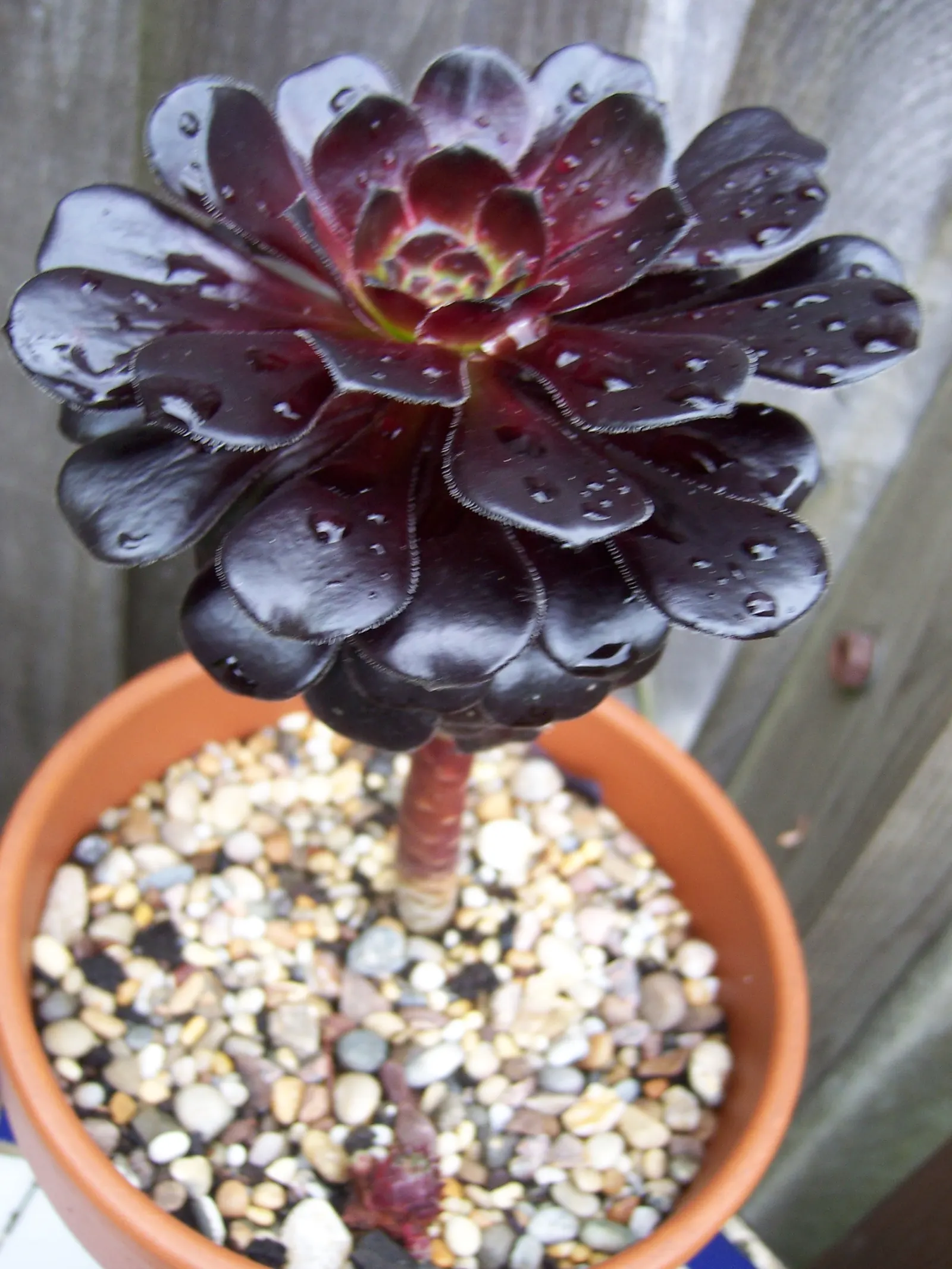 Dark Leaf Aeonium (Aeonium Arboreum 'Zwartkop') — providing a vertical element in the garden.<br><br>Being a succulent