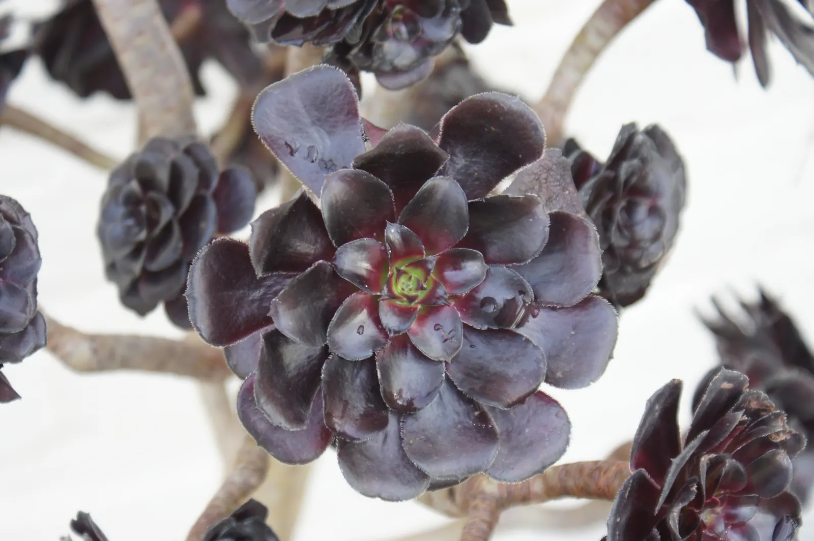 Dark Leaf Aeonium (Aeonium Arboreum 'Zwartkop') — is a striking succulent with deep purplish-black rosettes that can reach 8 inches across; which, image 62