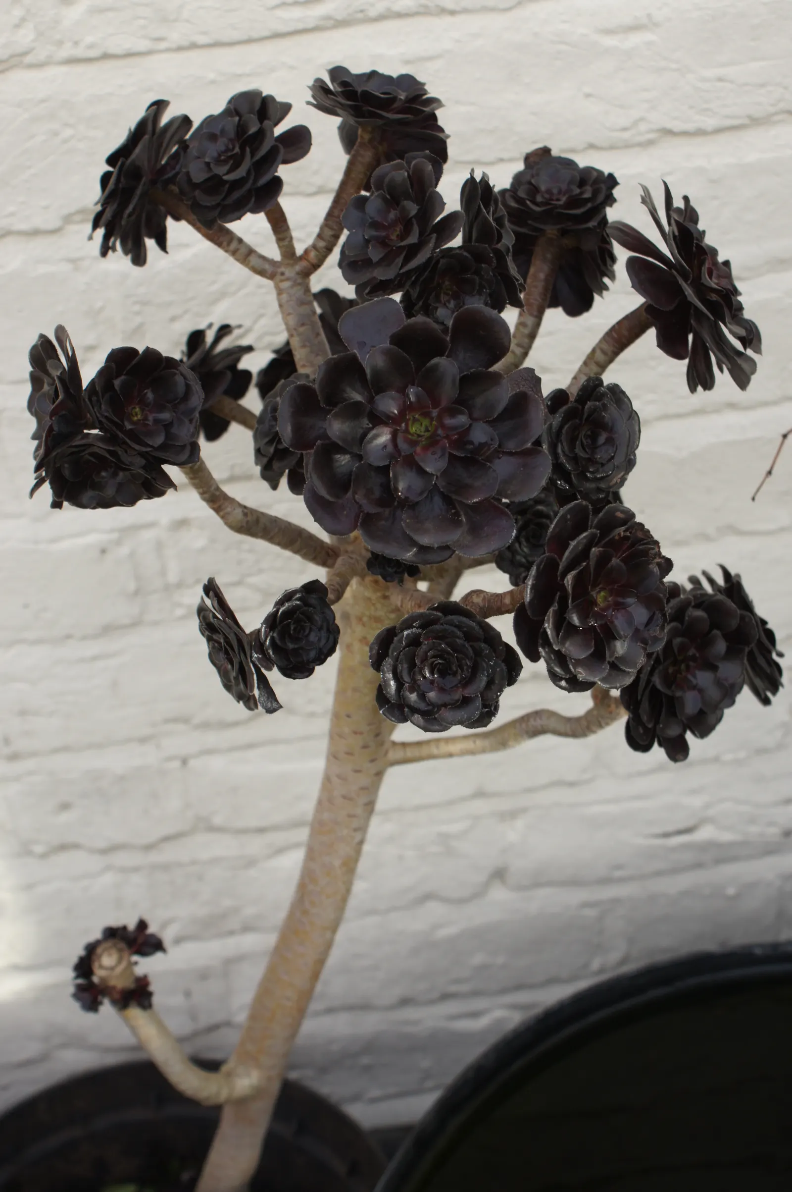 Dark Leaf Aeonium (Aeonium Arboreum 'Zwartkop') — its woody stems can grow up to 3 feet tall; it should be protected from frost to prevent damage, image 64