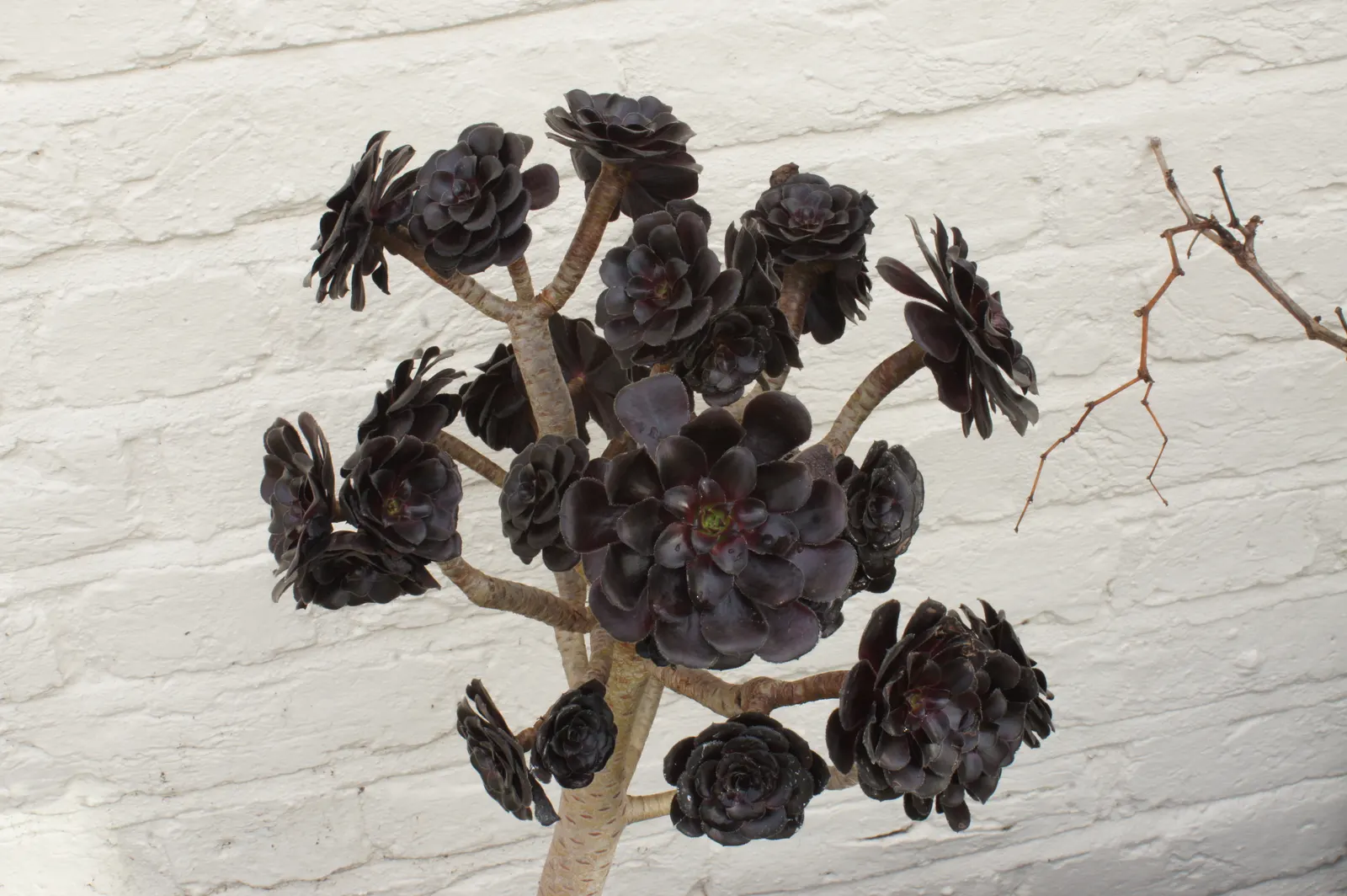 Dark Leaf Aeonium (Aeonium Arboreum 'Zwartkop') — making it an exceptional choice for an eye-catching element in the landscape; this drought-tolerant plant