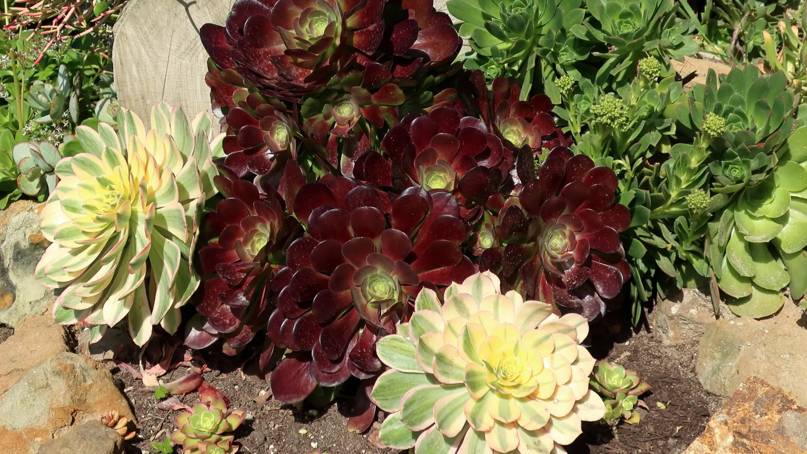 Dark Leaf Aeonium (Aeonium Arboreum 'Zwartkop') — but can thrive in partial shade as well; aligning with xeriscaping principles and low-water-use, image 72