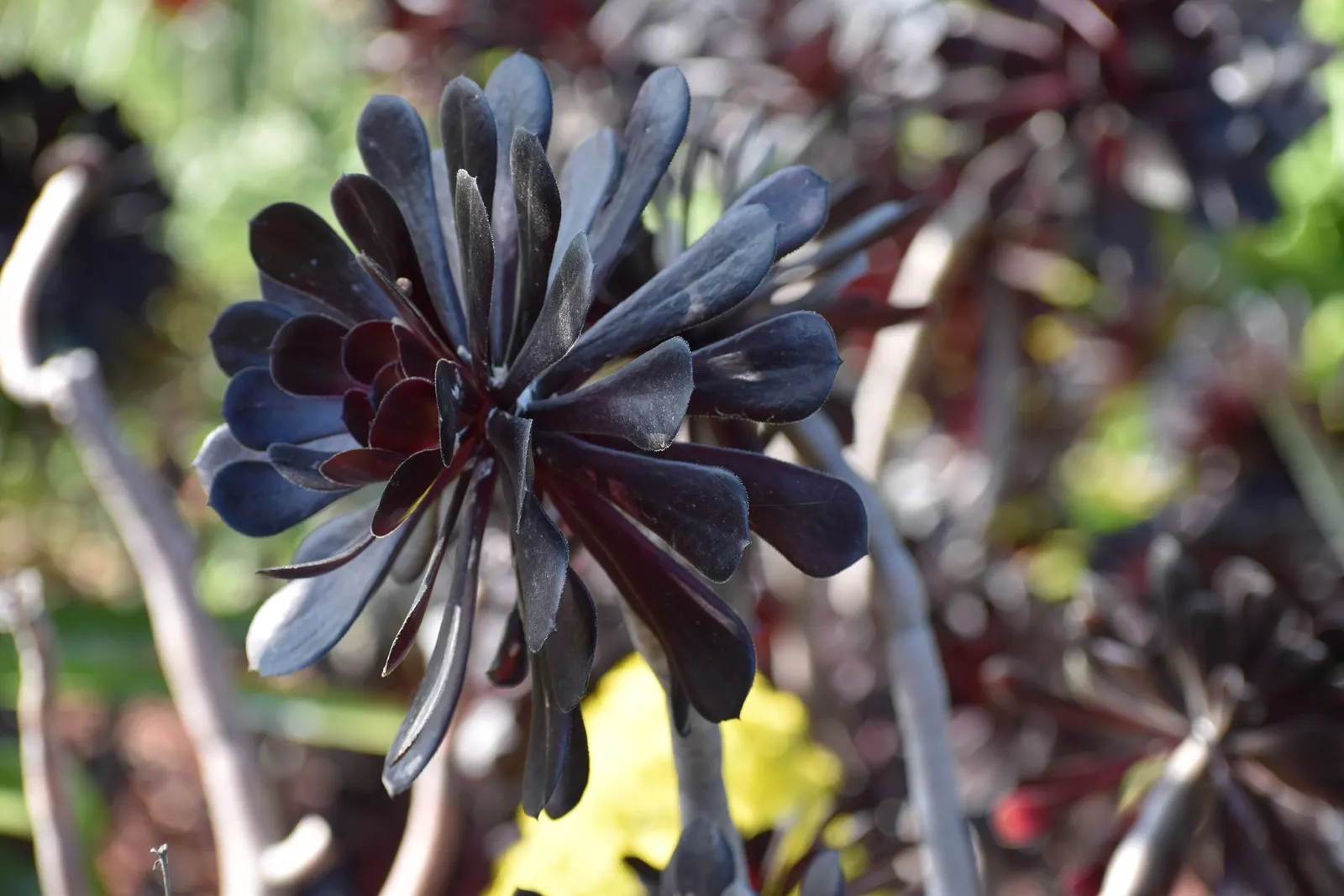 Dark Leaf Aeonium (Aeonium Arboreum 'Zwartkop') — its woody stems can grow up to 3 feet tall
