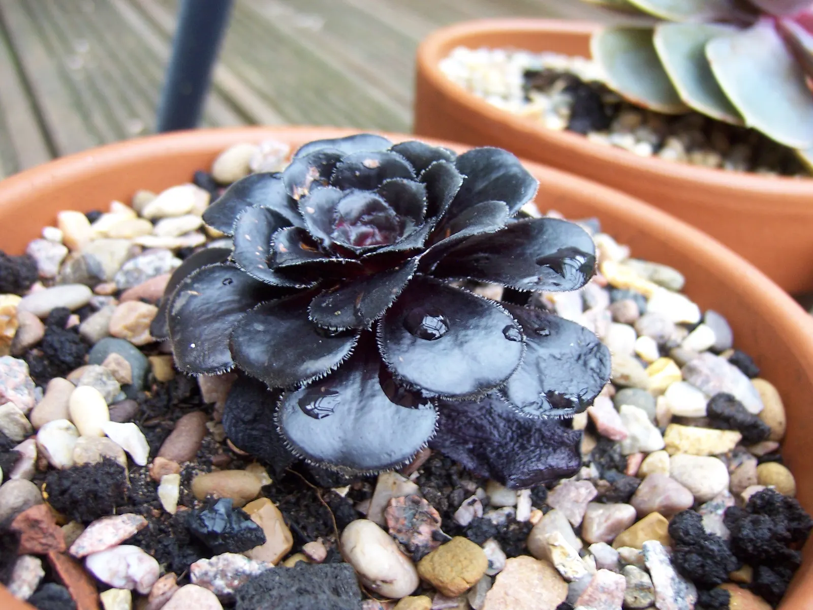 Dark Leaf Aeonium (Aeonium Arboreum 'Zwartkop') — branching stems that may grow to heights of 3 to 4 feet; lending a dramatic vertical element