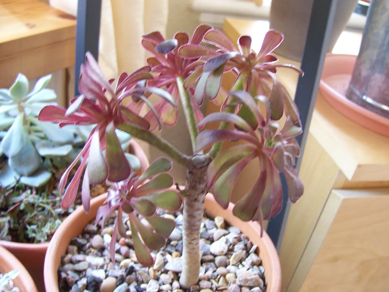 Dark Leaf Aeonium (Aeonium Arboreum 'Zwartkop') — allowing the soil to dry between watering sessions; commonly known as Black Rose or Dark Leaf Aeonium
