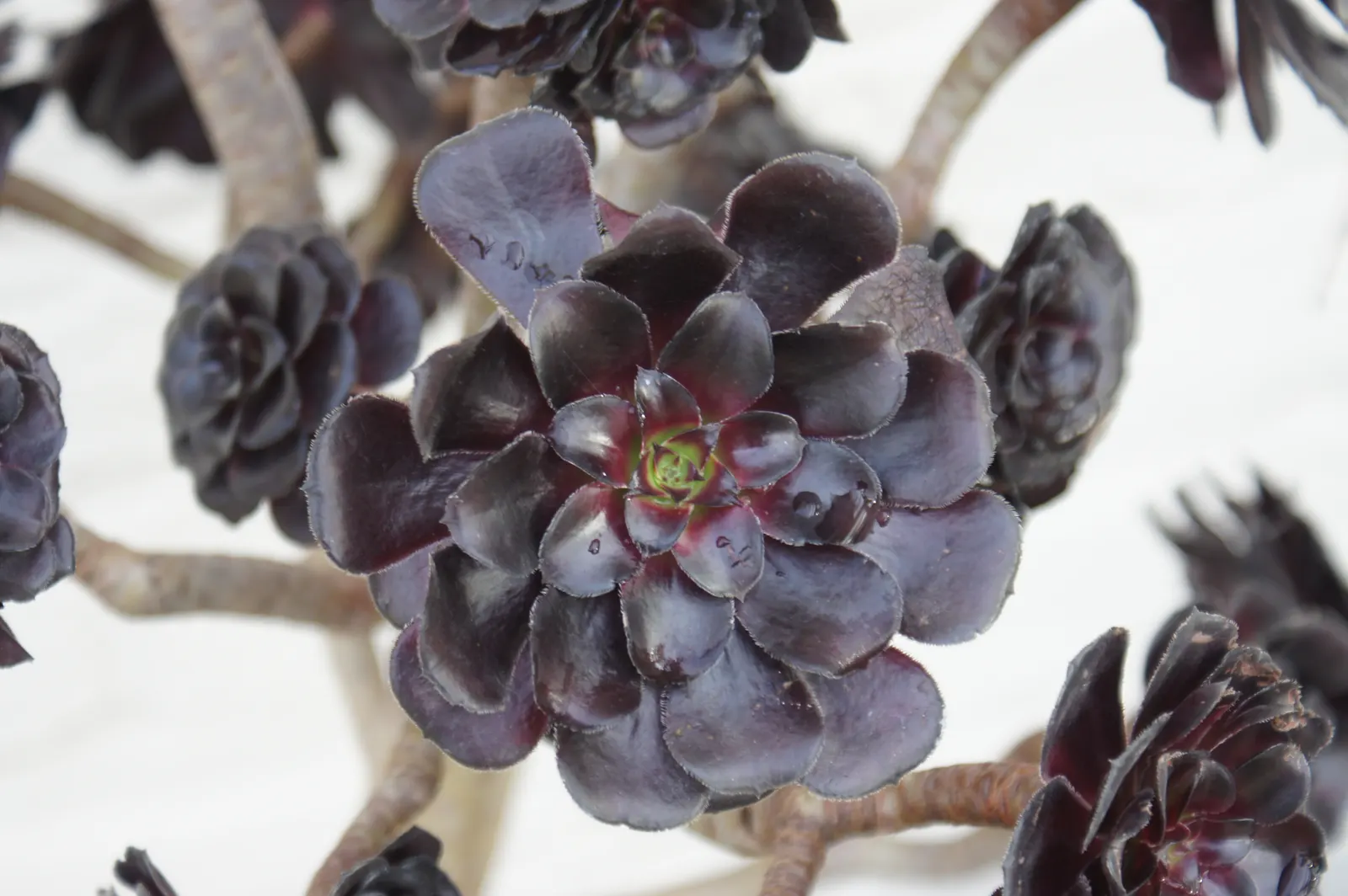 Dark Leaf Aeonium (Aeonium Arboreum 'Zwartkop') — Its rosettes boast a deep burgundy to almost black hue; exotic touch to xeriscapes and coastal, image 70