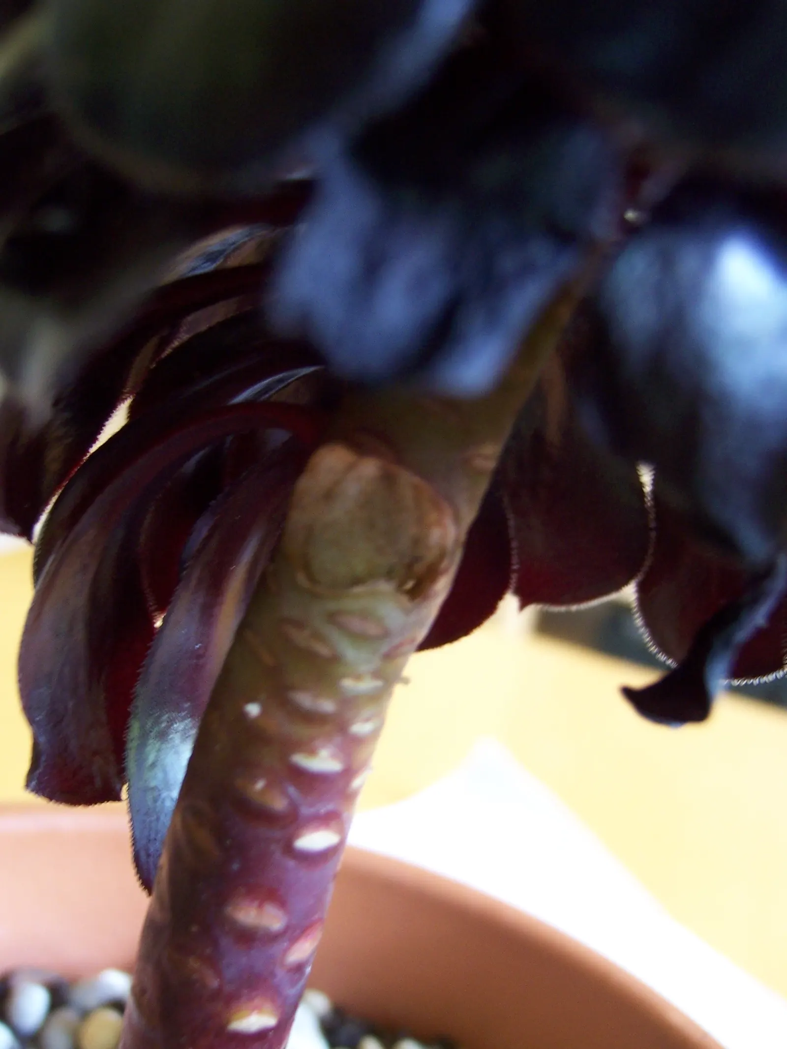 Dark Leaf Aeonium (Aeonium Arboreum 'Zwartkop') — succulent with yellow blooms; it requires minimal water once established