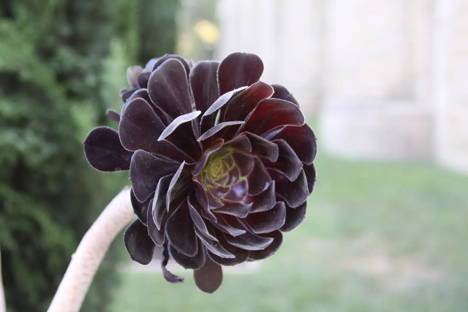 Dark Leaf Aeonium (Aeonium Arboreum 'Zwartkop') — Mediterranean-inspired landscapes