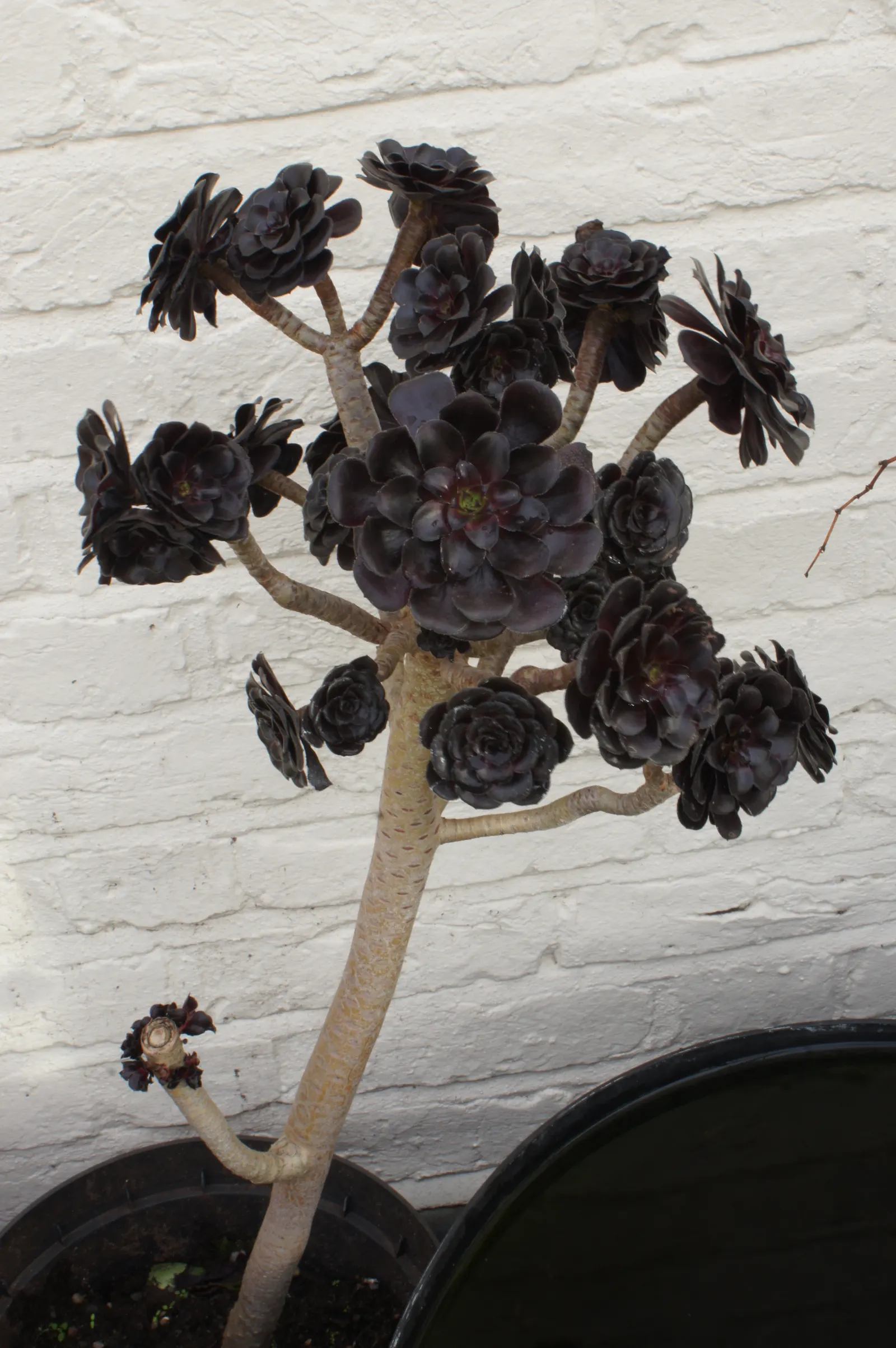 Dark Leaf Aeonium (Aeonium Arboreum 'Zwartkop') — providing a vertical element in the garden.<br><br>Being a succulent; but can thrive in partial shade as well