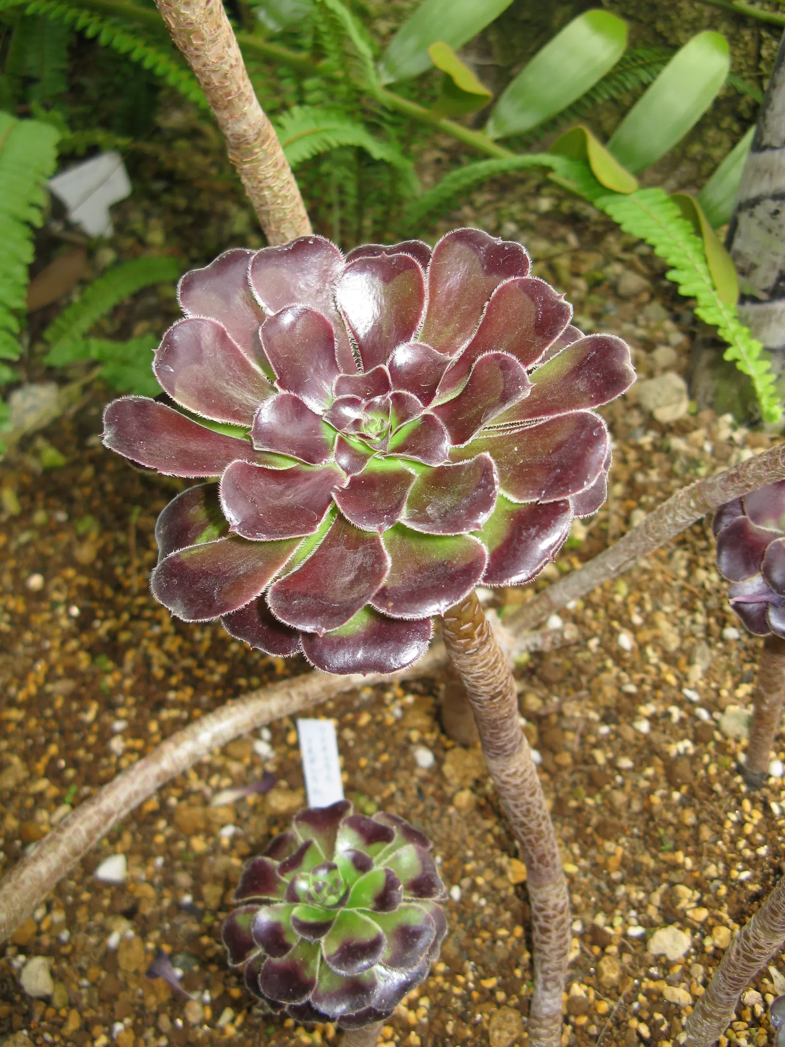 Dark Leaf Aeonium (Aeonium Arboreum 'Zwartkop') — This drought-tolerant plant thrives in well-draining soil