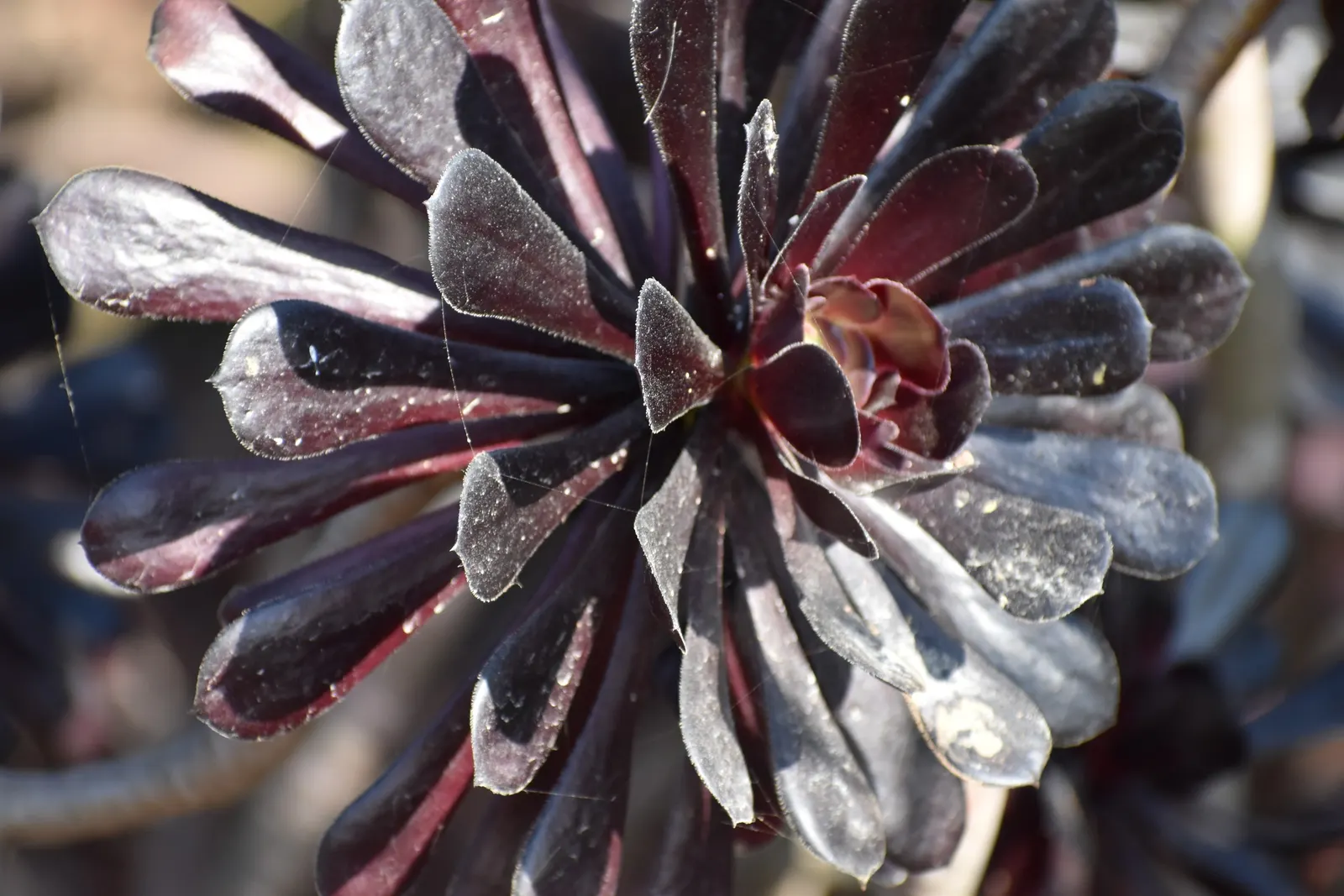 Dark Leaf Aeonium (Aeonium Arboreum 'Zwartkop') — commonly known as the Black Rose or Dark Leaf Aeonium