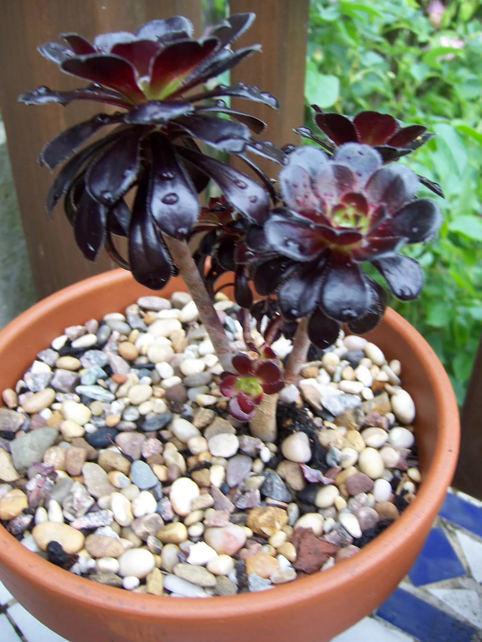 Dark Leaf Aeonium (Aeonium Arboreum 'Zwartkop') — but can thrive in partial shade as well