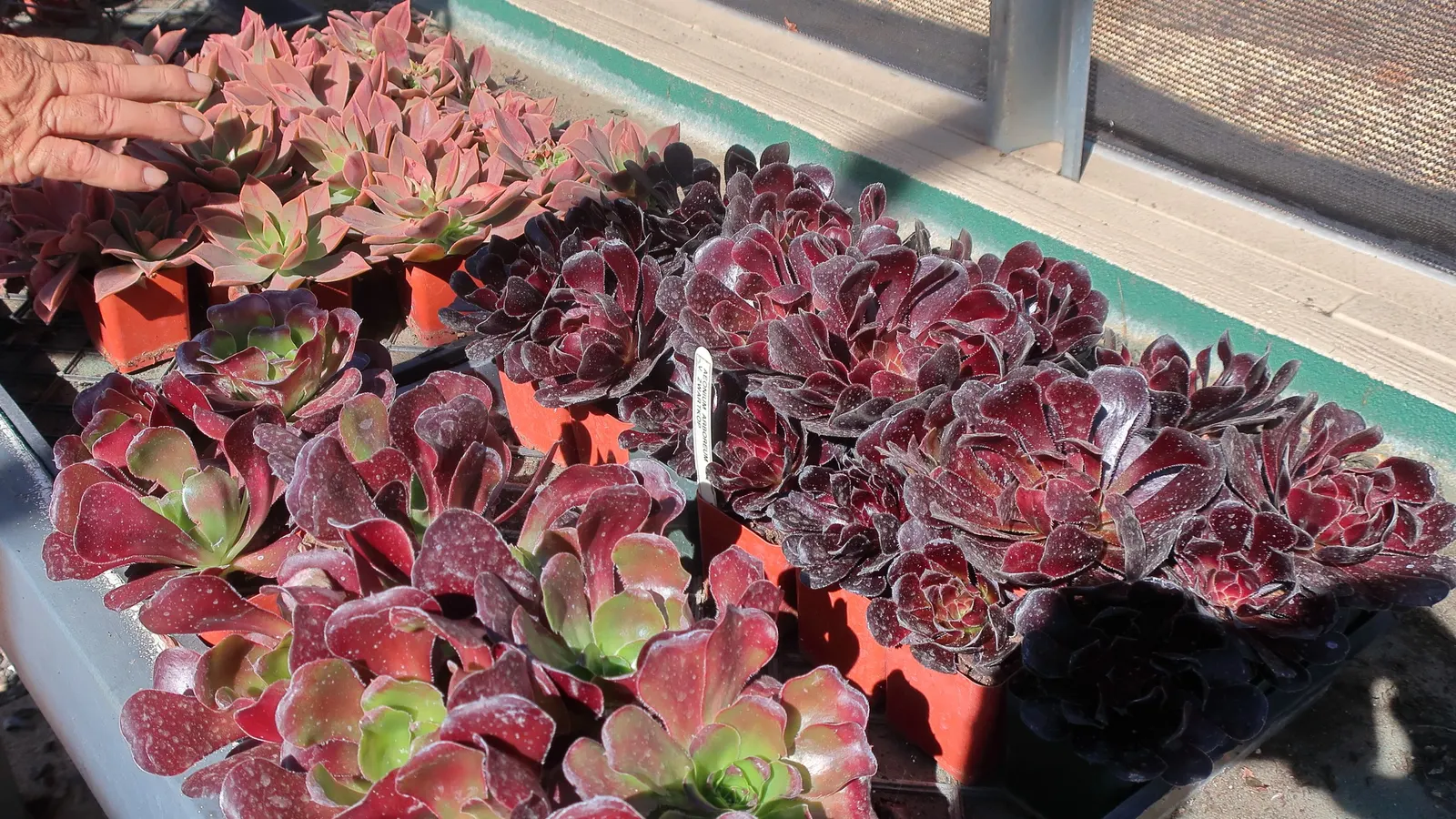Dark Leaf Aeonium (Aeonium Arboreum 'Zwartkop') — it should be protected from frost to prevent damage