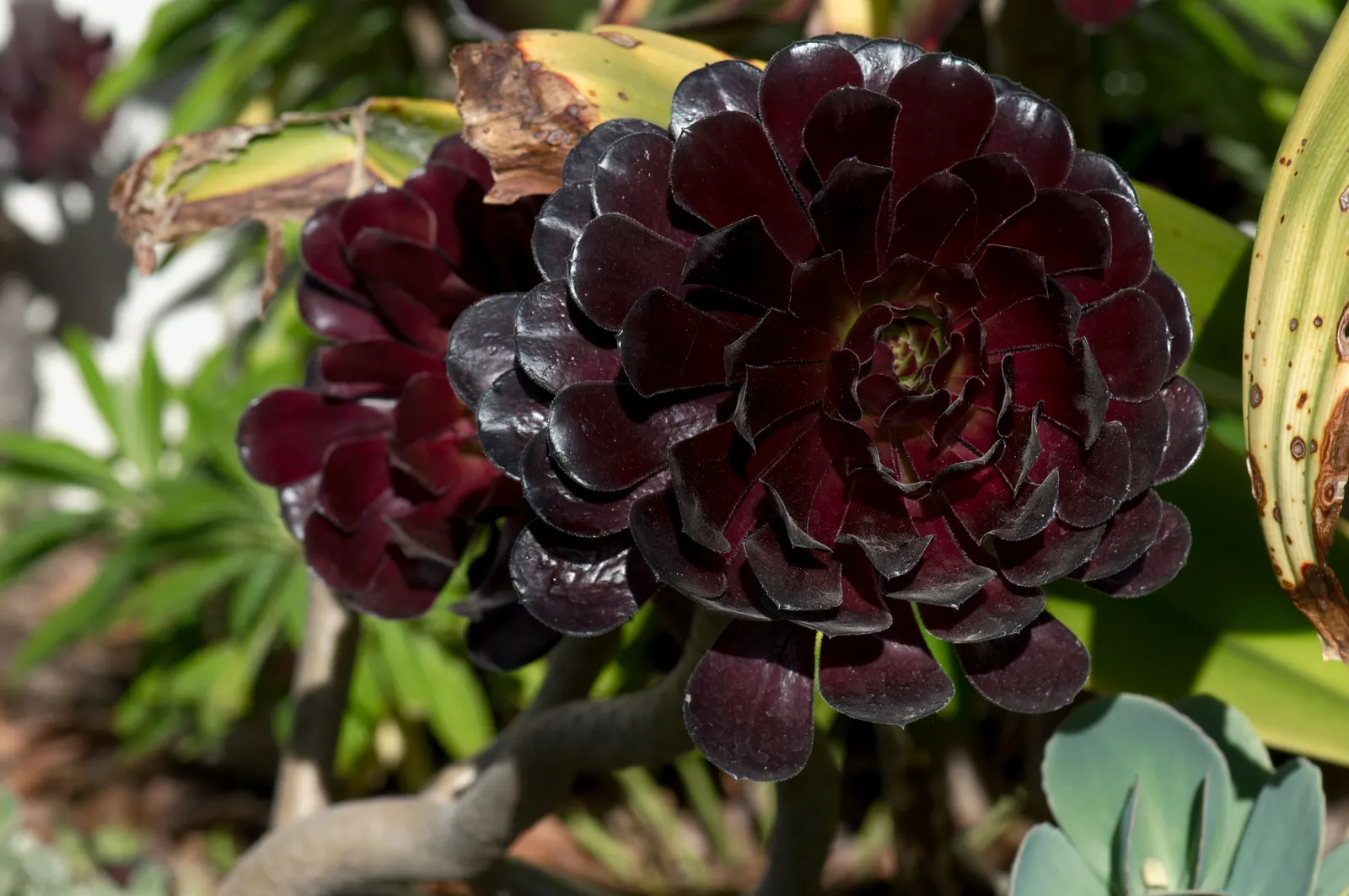 Dark Leaf Aeonium (Aeonium Arboreum 'Zwartkop') — which is at its most intense when planted in full sun; branching stems that may grow to heights of 3 to 4 feet