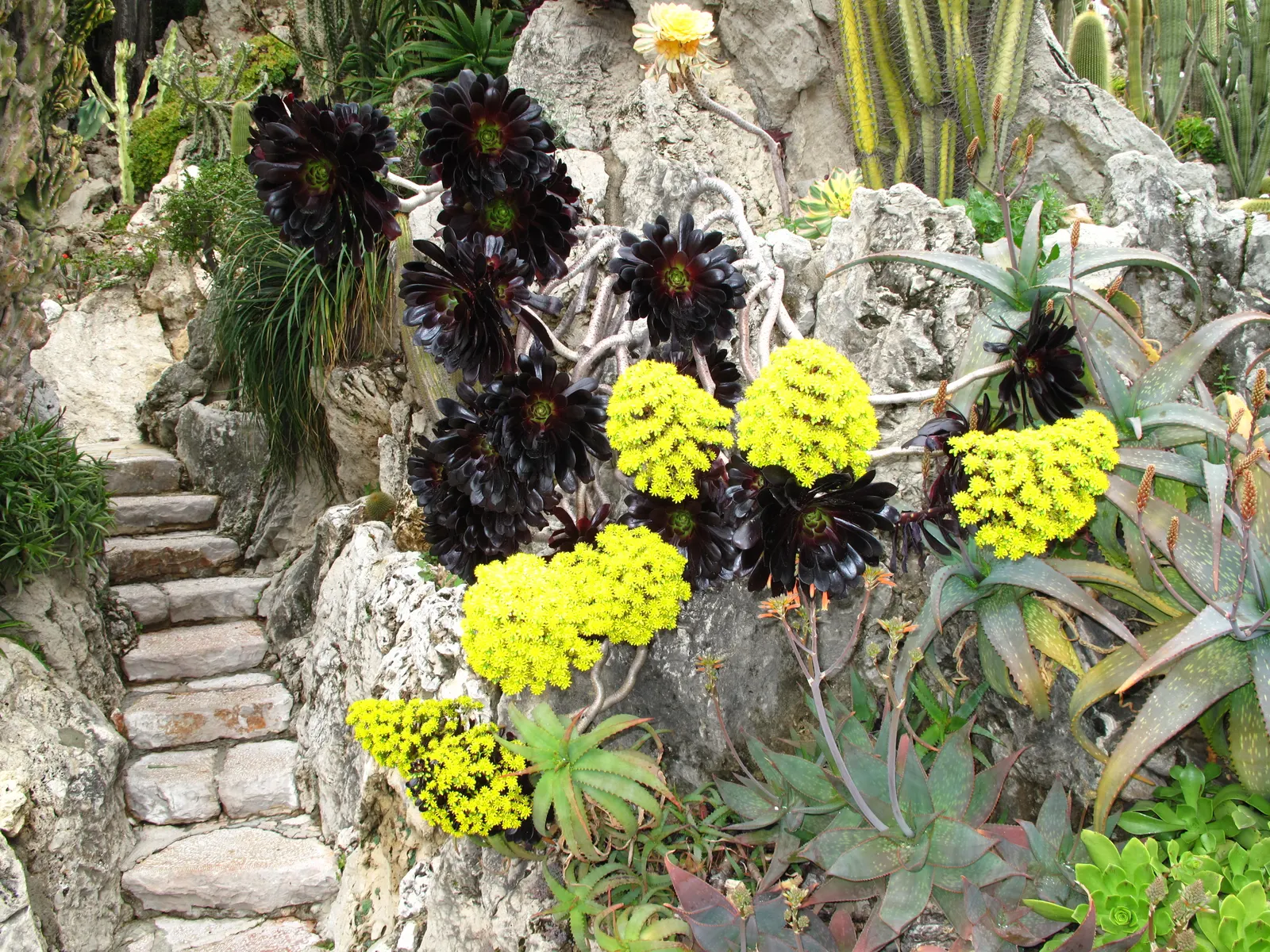 Dark Leaf Aeonium (Aeonium Arboreum 'Zwartkop') — aligning with xeriscaping principles and low-water-use designs - water sparingly