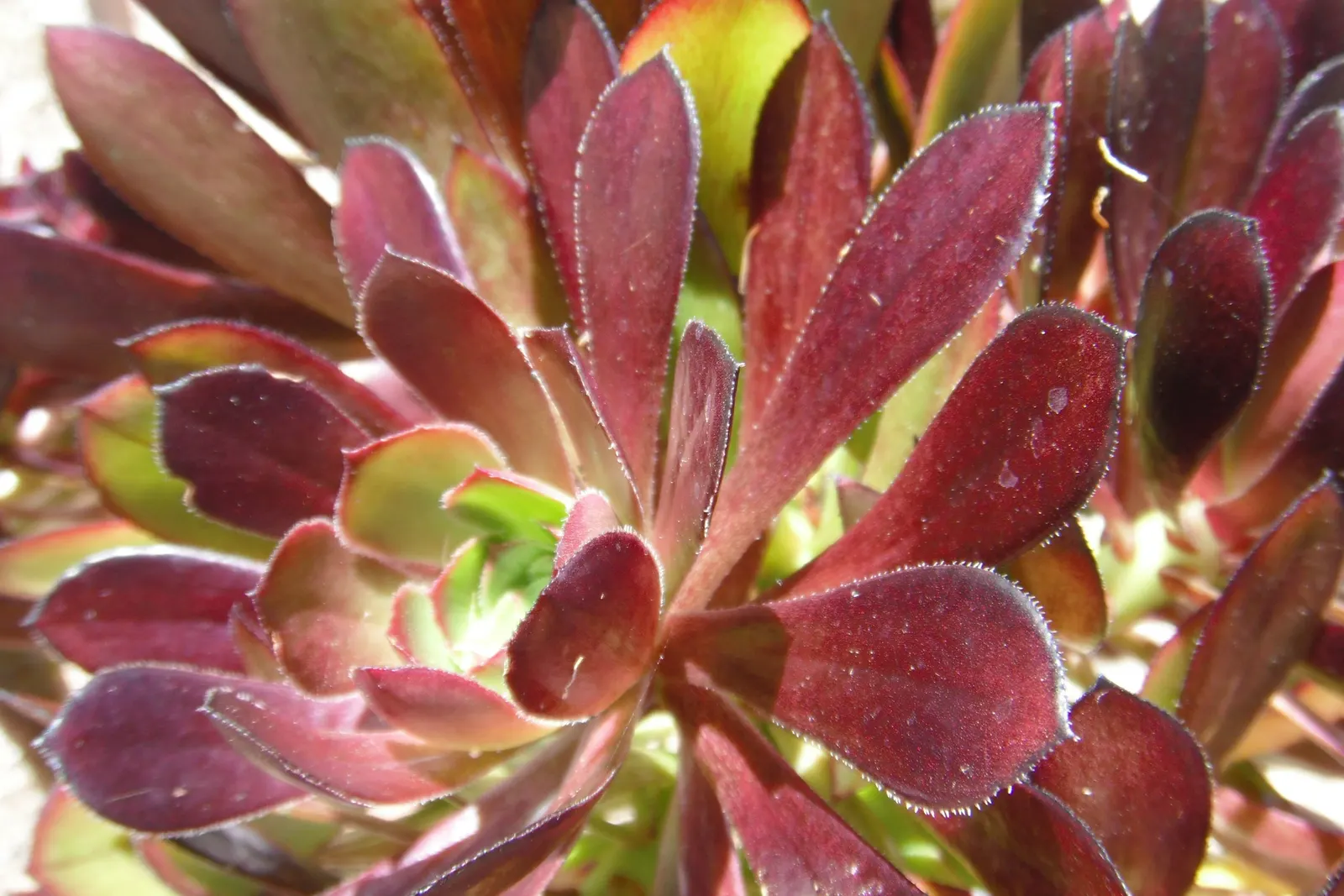 Dark Leaf Aeonium (Aeonium Arboreum 'Zwartkop') — commonly known as Black Rose or Dark Leaf Aeonium; its woody stems can grow up to 3 feet tall