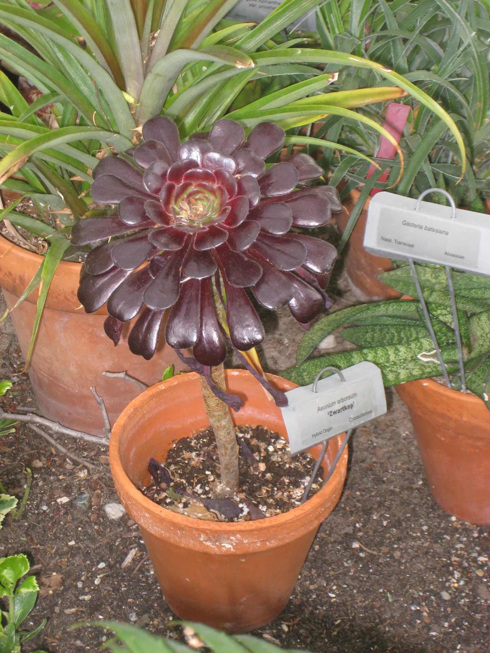 Dark Leaf Aeonium (Aeonium Arboreum 'Zwartkop') — and while it's tolerant of a range of conditions