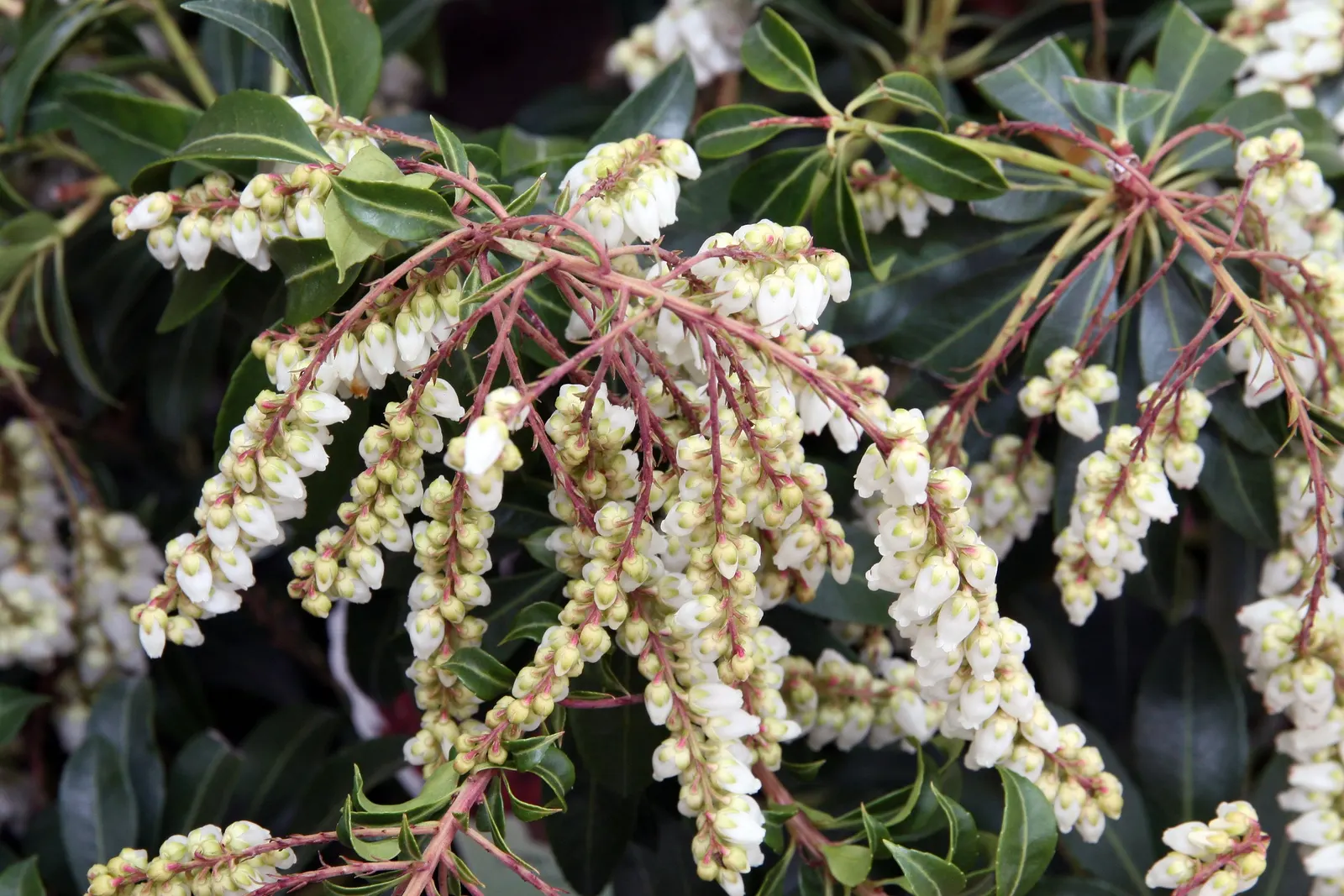 Scarlet O'Hara Japanese Pieris (Pieris Japonica 'Scarlet O'Hara') — Prefers partial shade and acidic, well-drained soil