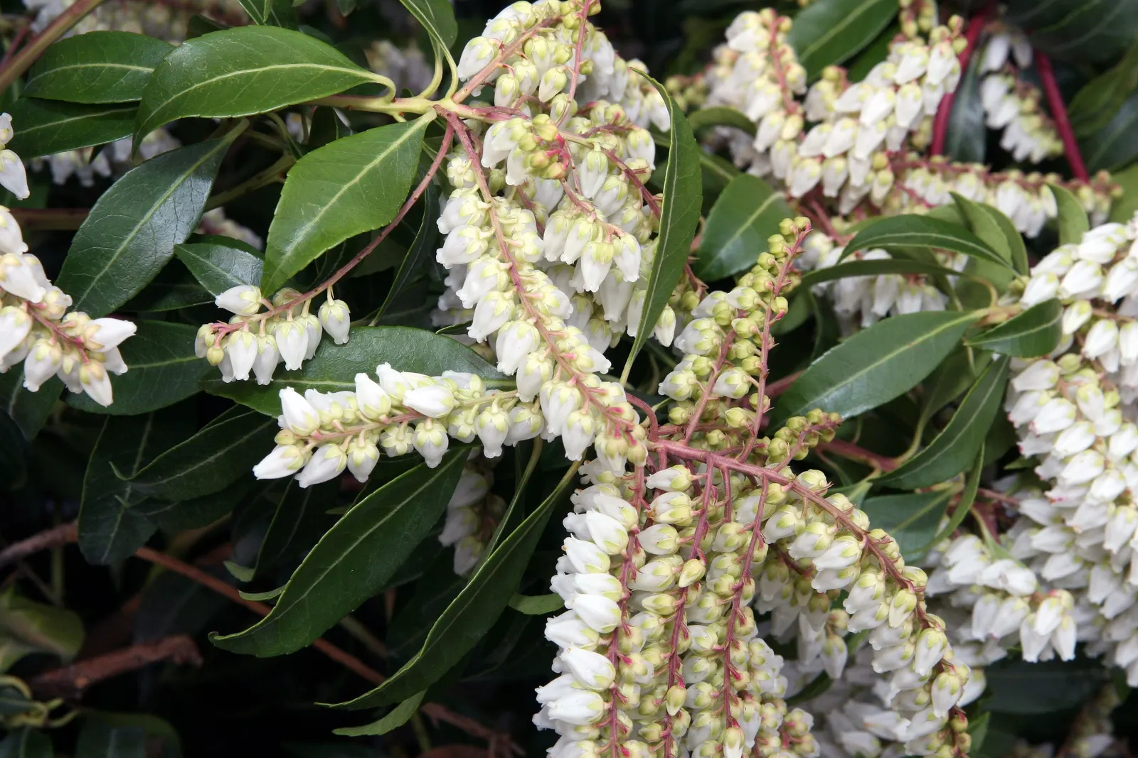 Scarlet O'Hara Japanese Pieris (Pieris Japonica 'Scarlet O'Hara') — It reaches about 8-10 feet in height and 6-8 feet in width