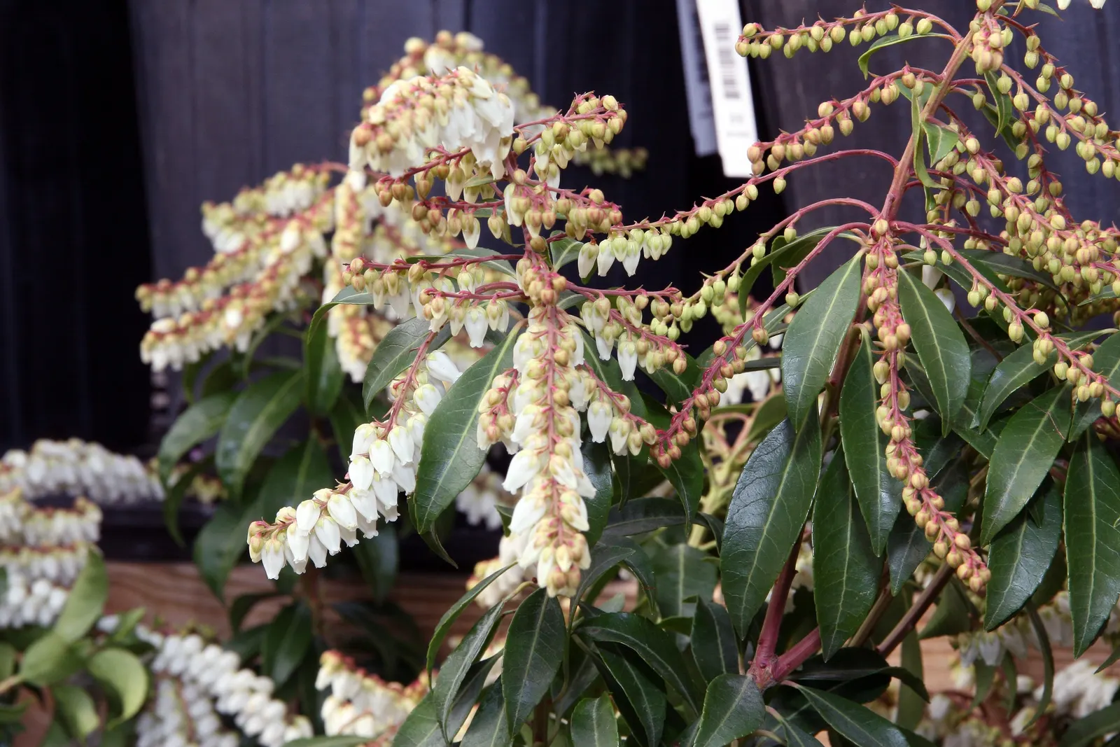 Scarlet O'Hara Japanese Pieris (Pieris Japonica 'Scarlet O'Hara') — This Japanese Pieris variant features cascading clusters of white bell-shaped flowers in