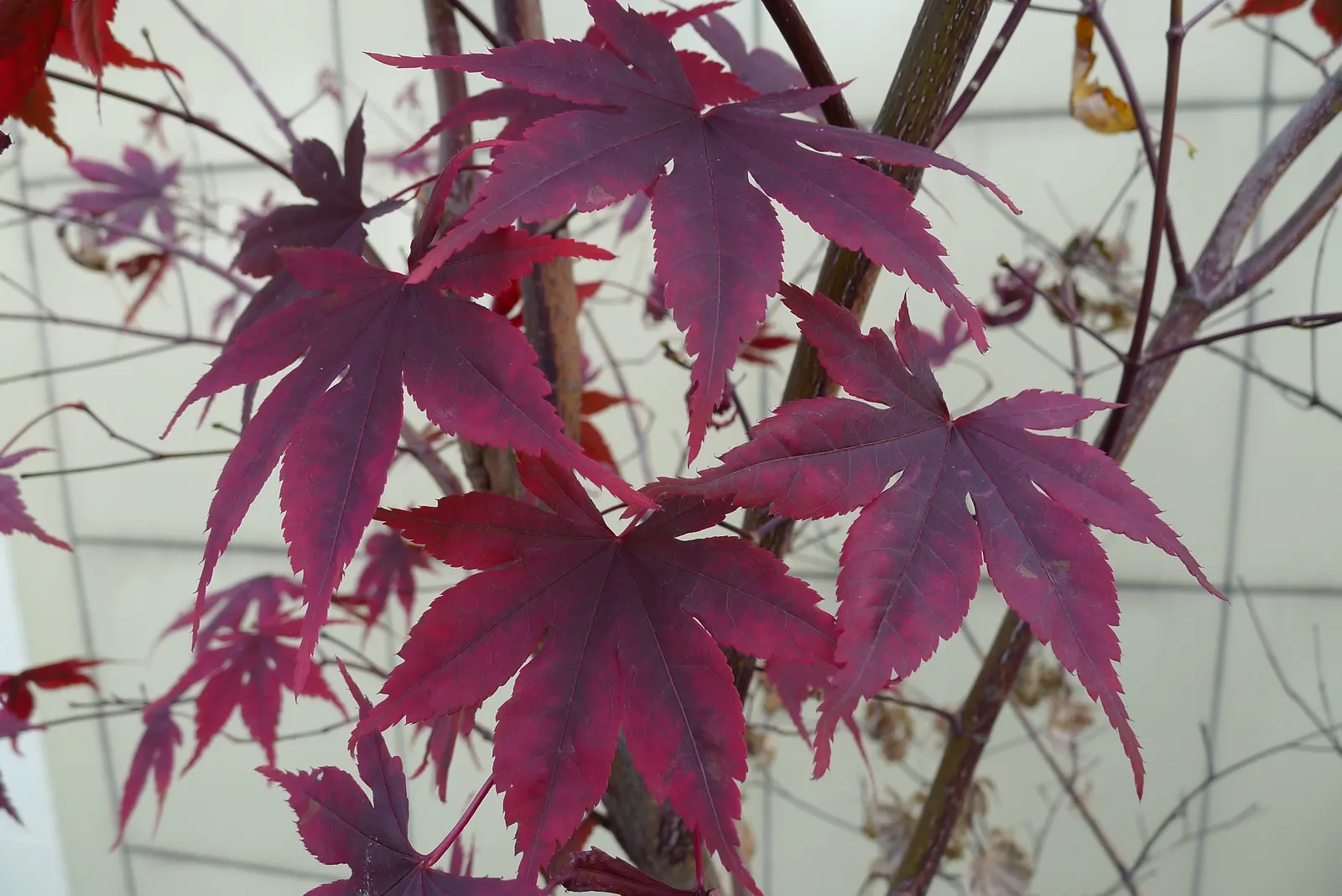 Redleaf Japanese Maple (Acer Palmatum 'Atropurpureum') — with consistent moisture.<br><br>When considering the Redleaf Japanese Maple for your landscape