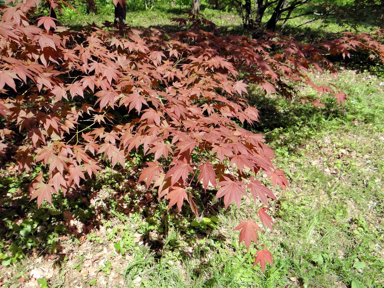 Redleaf Japanese Maple (Acer Palmatum 'Atropurpureum') — typically reaches an impressive height of 15 to 25 feet with a similar spread; while too, image 54