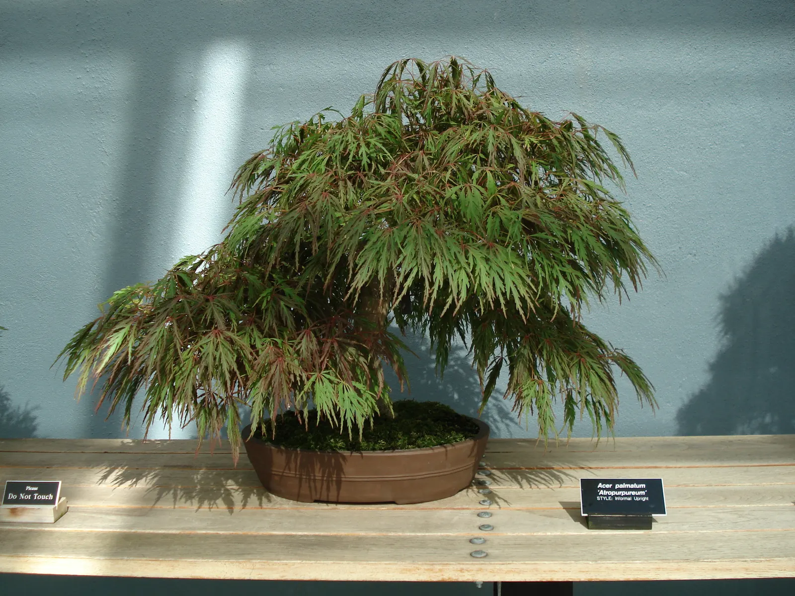 Redleaf Japanese Maple (Acer Palmatum 'Atropurpureum') — tree for half or shade; additionally, protection from harsh winds will help maintain its health and