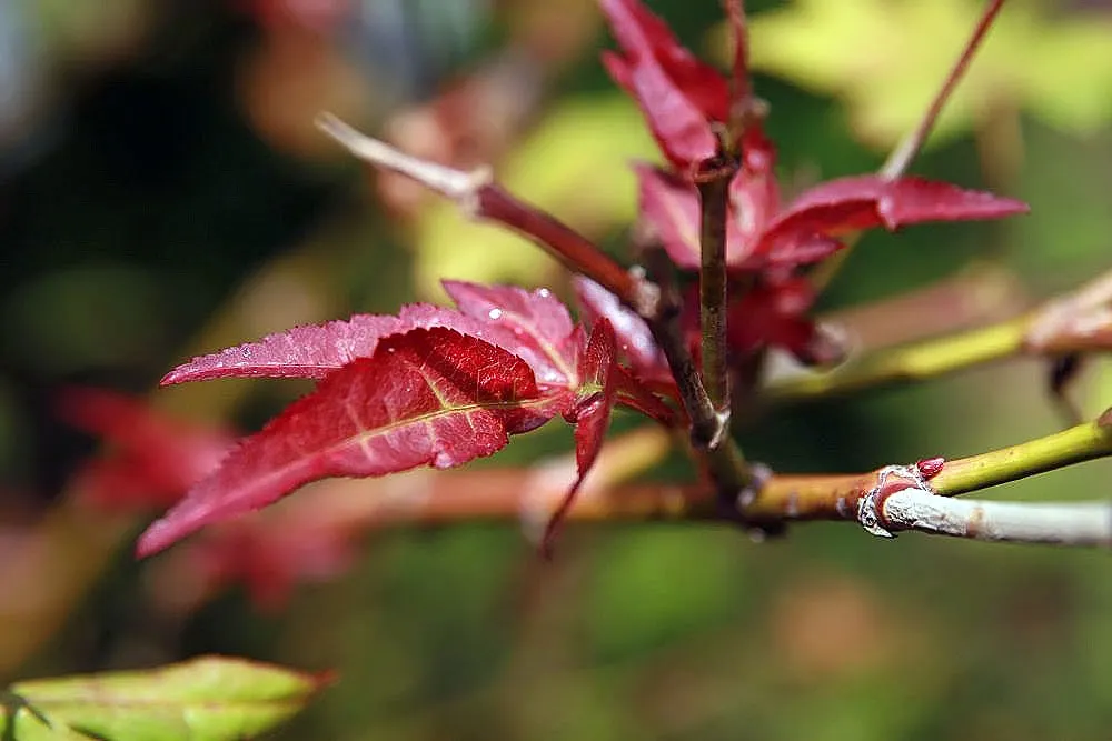 Redleaf Japanese Maple (Acer Palmatum 'Atropurpureum') — This maple variety flourishes in USDA Hardiness Zones 5 through 8 and prefers well-drained