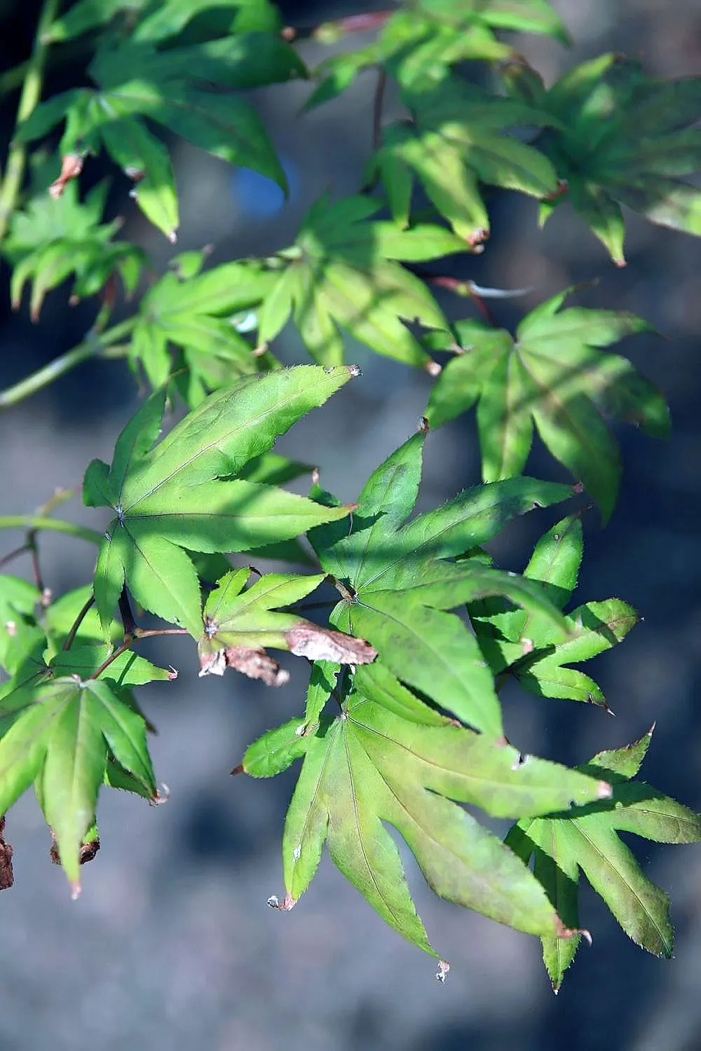 Redleaf Japanese Maple (Acer Palmatum 'Atropurpureum') — Additionally, protection from harsh winds will help maintain its health and structure; tree for half