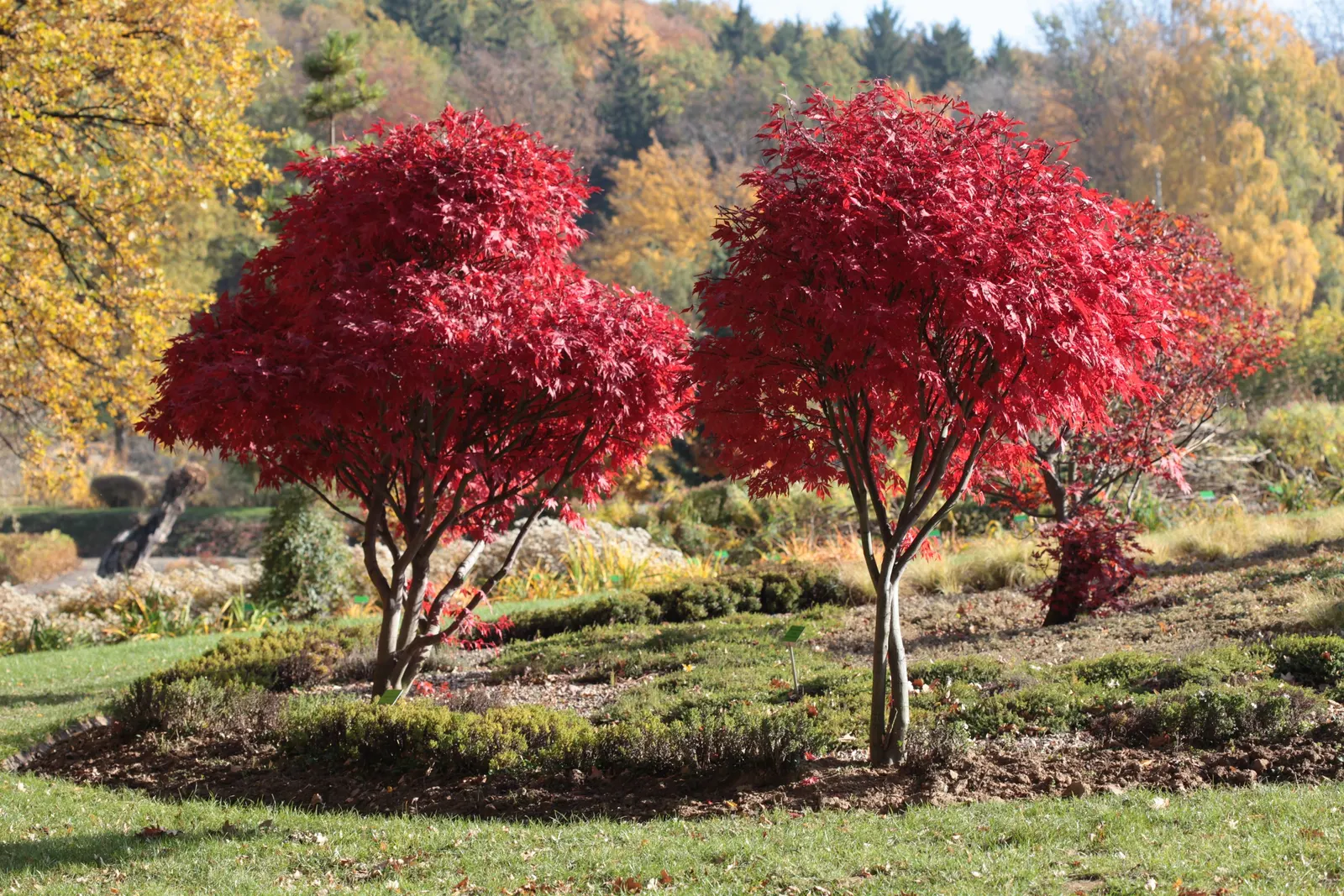 Redleaf Japanese Maple (Acer Palmatum 'Atropurpureum') — which delivers a striking visual impact in any garden design; the Redleaf Japanese Maple unfurls its