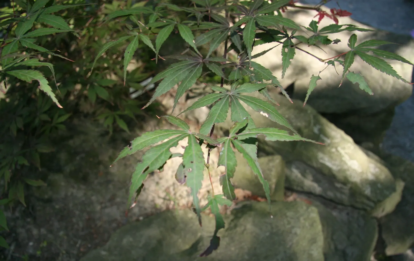 Redleaf Japanese Maple (Acer Palmatum 'Atropurpureum') — This maple thrives in USDA zones 5-8, requiring well-drained soil