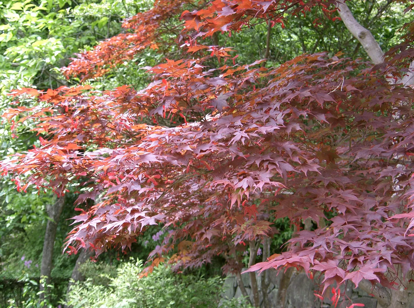 Redleaf Japanese Maple (Acer Palmatum 'Atropurpureum') — typically reaches an impressive height of 15 to 25 feet with a similar spread; while too much shade