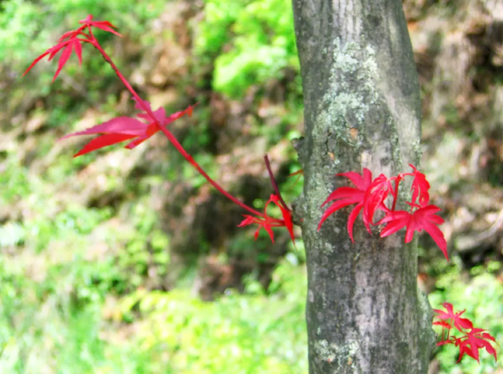 Redleaf Japanese Maple (Acer Palmatum 'Atropurpureum') — The Redleaf Japanese Maple (Acer palmatum 'Atropurpureum') is a deciduous ornamental tree; this maple