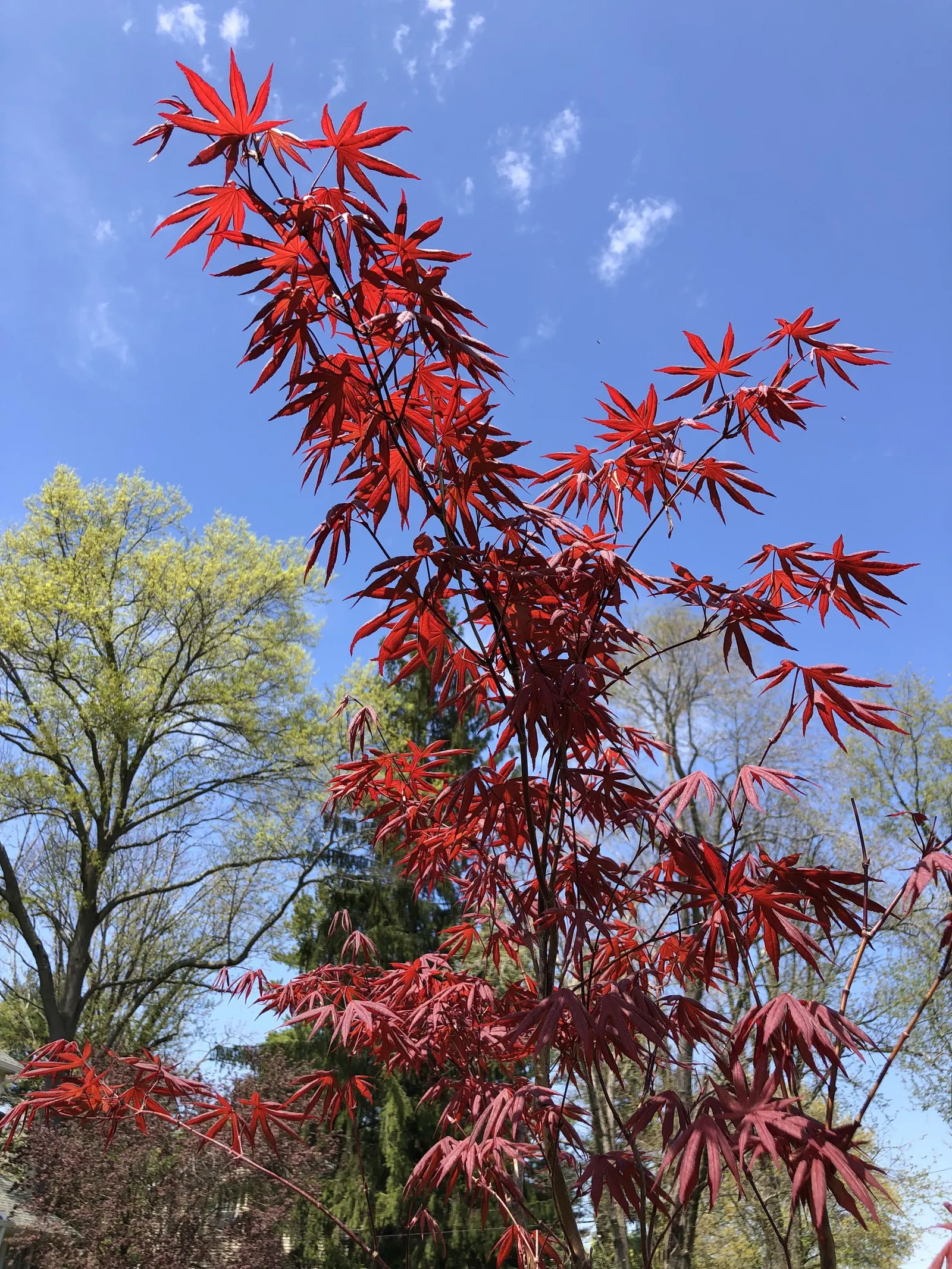 Redleaf Japanese Maple (Acer Palmatum 'Atropurpureum') — as too much direct sunlight can scorch the delicate leaves
