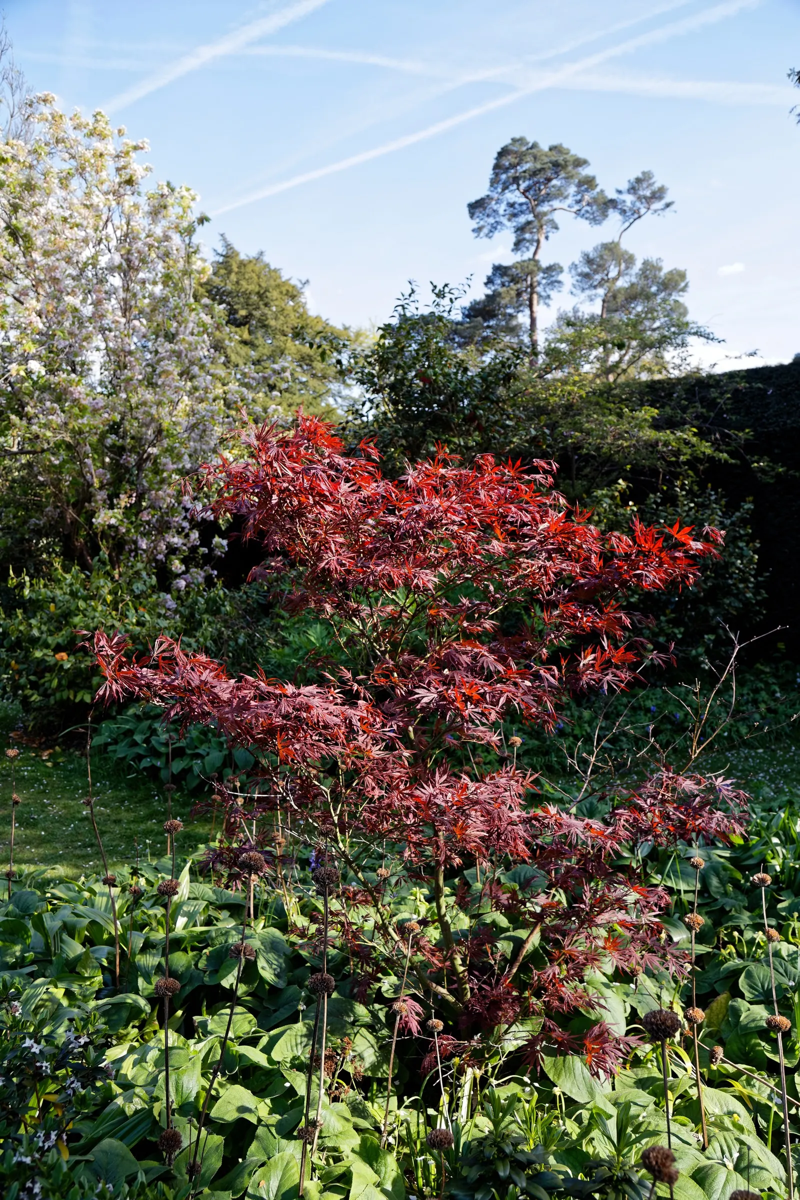 Redleaf Japanese Maple (Acer Palmatum 'Atropurpureum') — horizontally spreading branches; with consistent moisture.<br><br>When considering the Redleaf