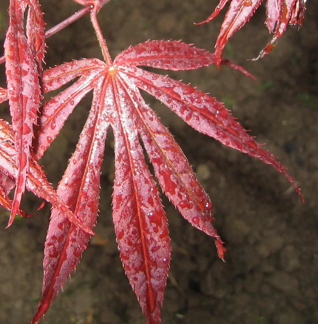 Redleaf Japanese Maple (Acer Palmatum 'Atropurpureum') — as this maple's natural form is often most attractive; as too much direct sunlight can scorch the