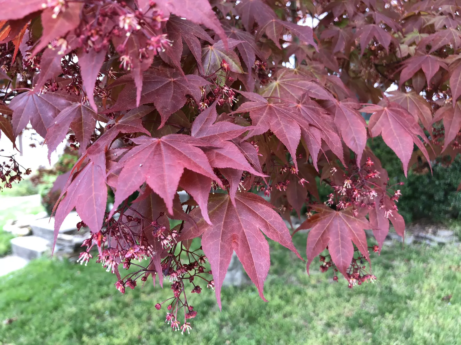 Redleaf Japanese Maple (Acer Palmatum 'Atropurpureum') — the Redleaf Japanese Maple unfurls its purple-red leaves